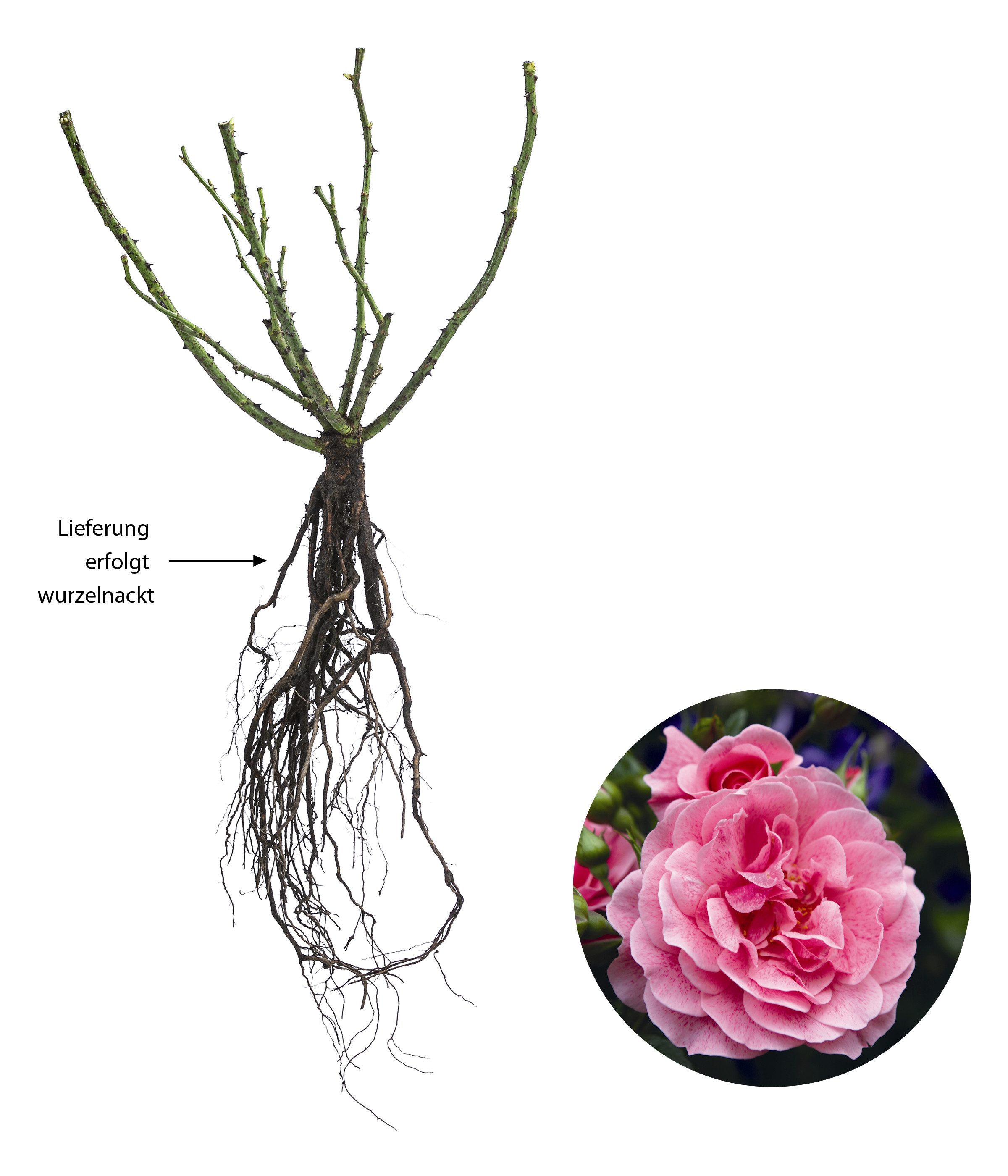 Dehner Rose Kletterrose Camelot®, große gefüllte rosa Blüten, nach Zitrone duftend, Züchter Tantau