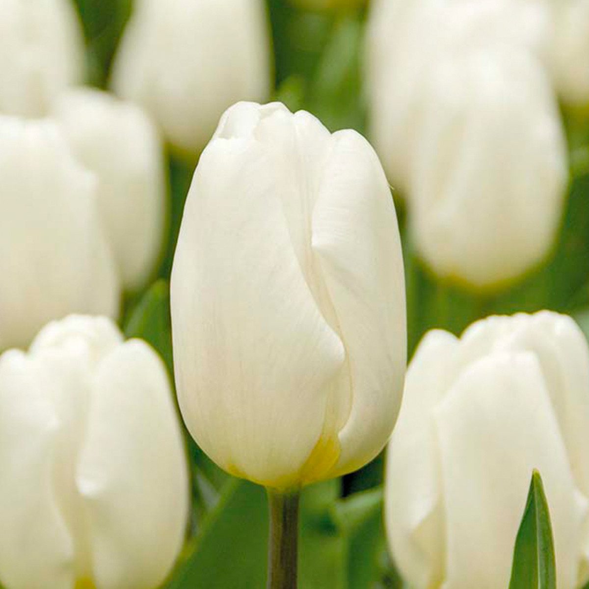 Bloomique Blumenzwiebeln Bloomique - Mischung aus 20 - Tulipa - Tulpenzwiebeln - Weiß - Blumenz, (20-St)