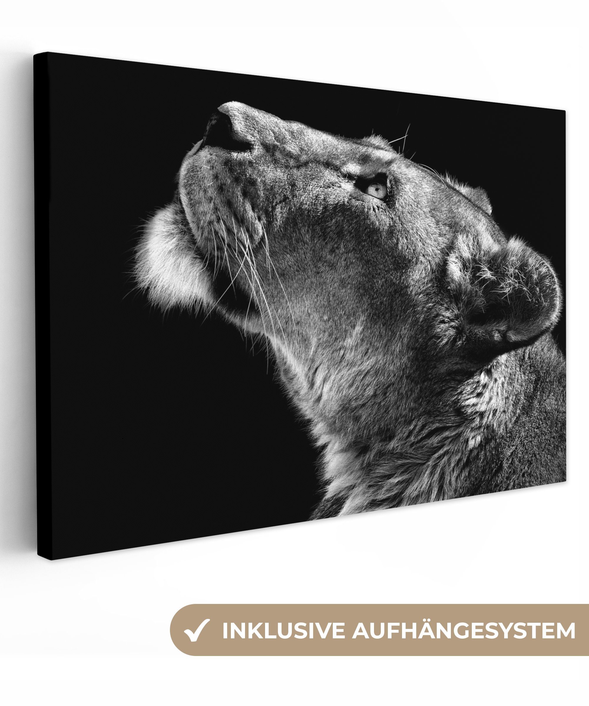 OneMillionCanvasses® Leinwandbild Löwe - Tiere - günstig online kaufen