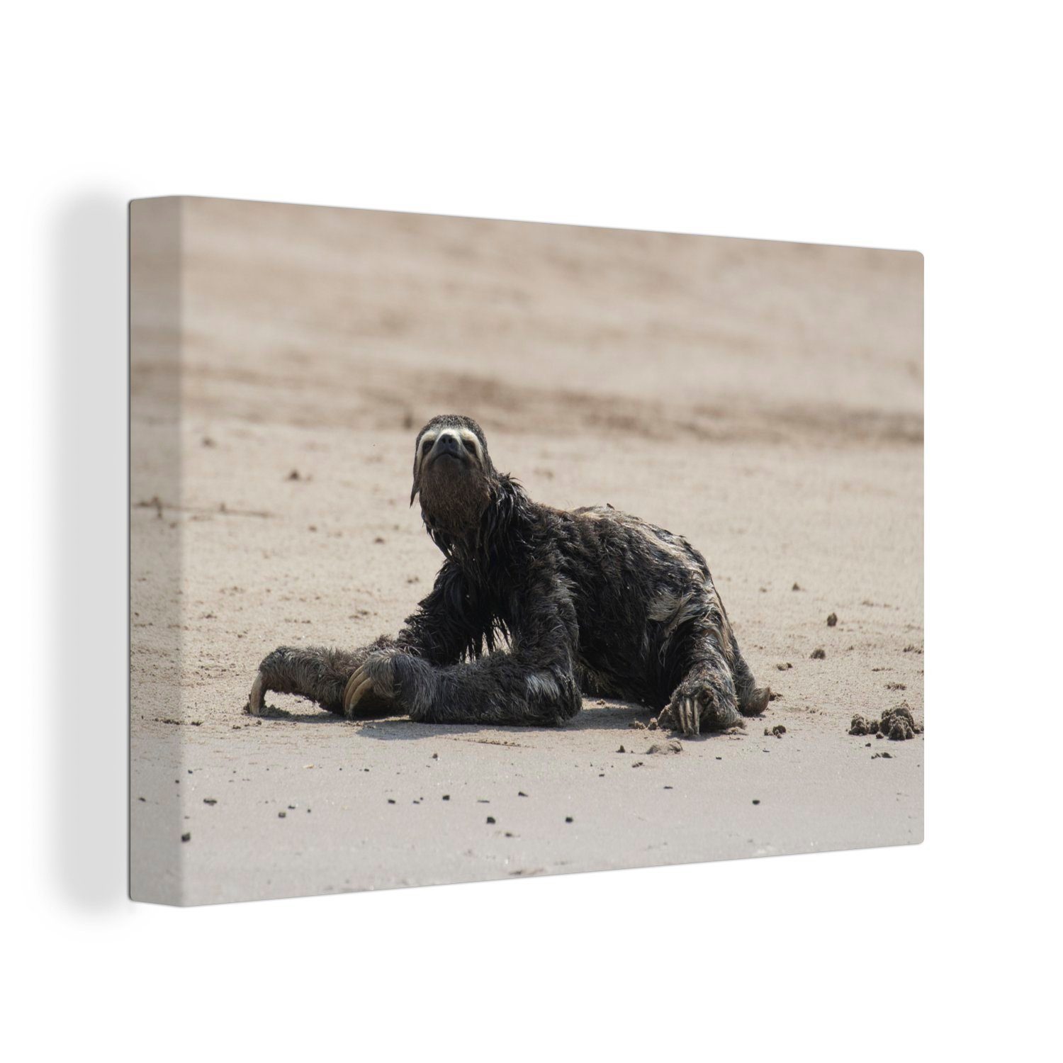OneMillionCanvasses® Leinwandbild Faultier am Strand im Manu-Nationalpark, Peru, (1 St), Wandbild Leinwandbilder, Aufhängefertig, Wanddeko, 30x20 cm