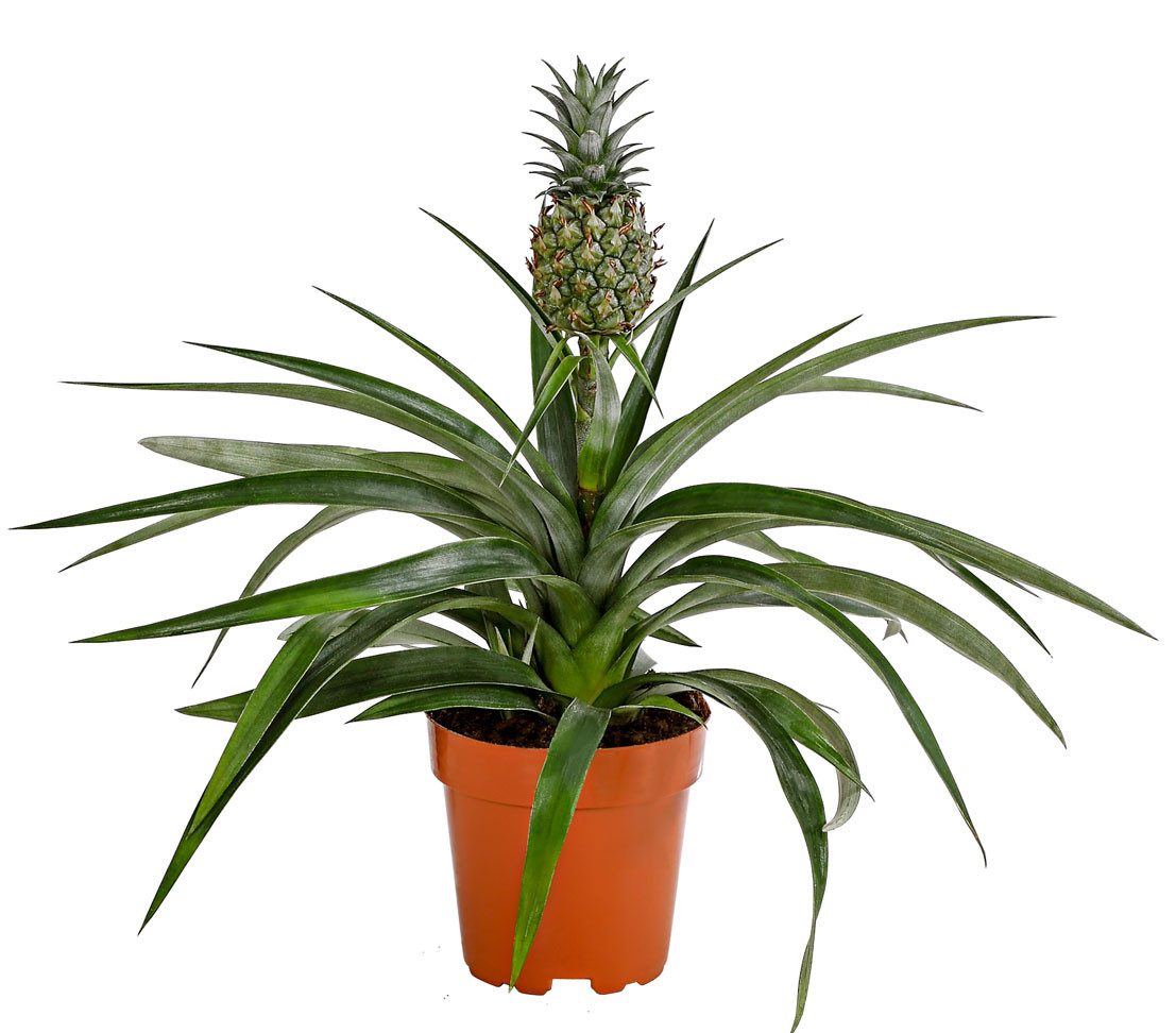 Dehner Zimmerpflanze Ananas, essbare Frucht, ca. 30-40 cm, Ø Topf 12 cm, pflegeleicht, exotisch, Zimmerpflanze