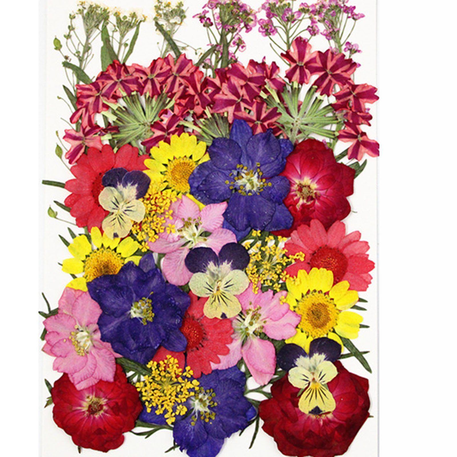 Trockenblume DIY Trockenblumen-Material-Set, Modische Gepresste Blumen, Pflanzen, Blusmart, Trockenblume springP