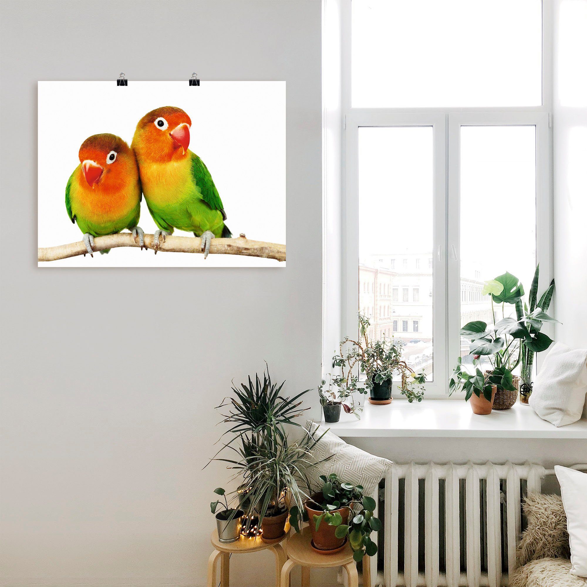 Artland Wandbild Paar von Grauköpfchen - Papageien, Vögel (1 St), als Leinwandbild, Poster in verschied. Größen