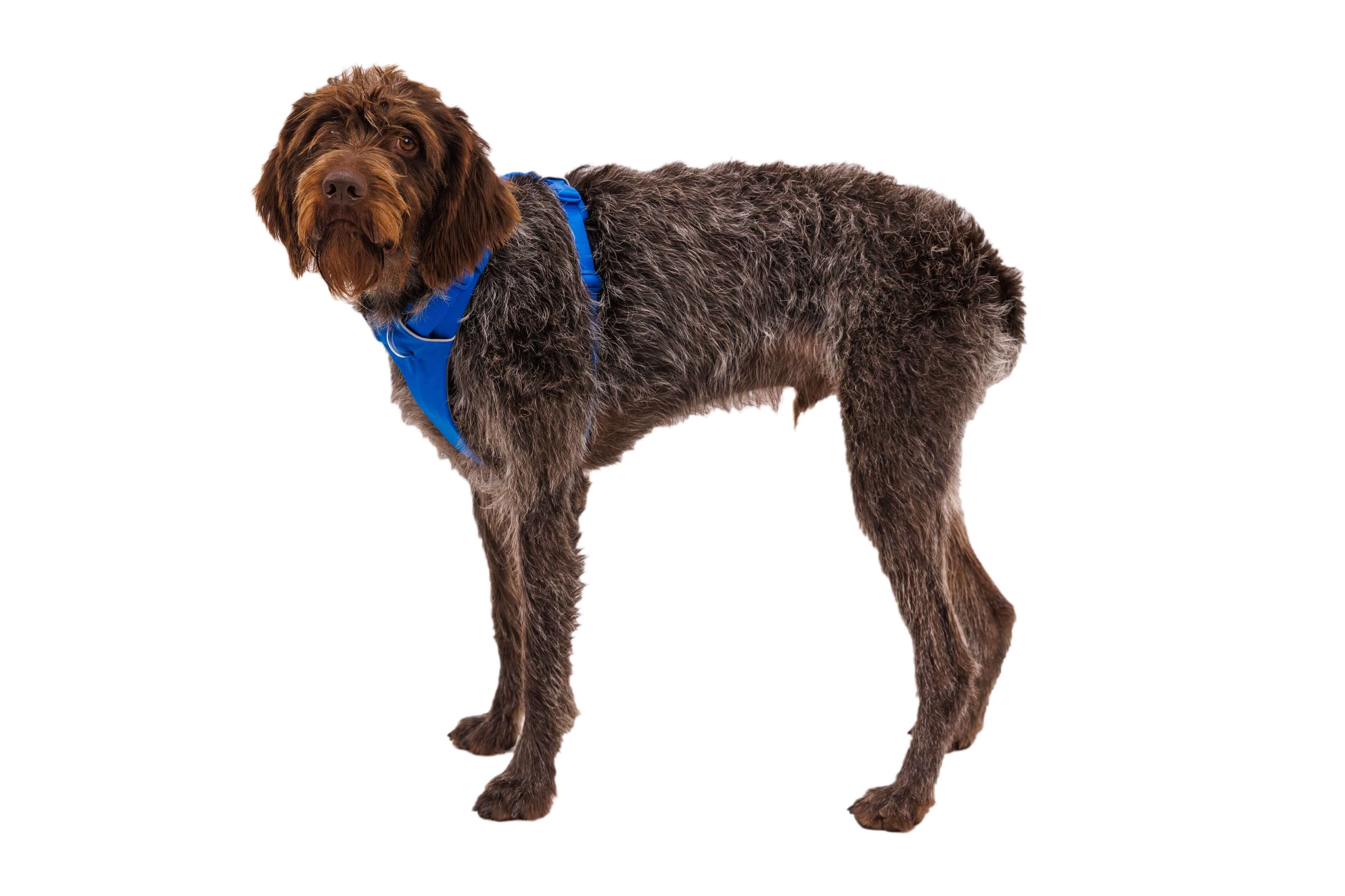 Ruffwear Hunde-Geschirr Front Range Harness günstig online kaufen