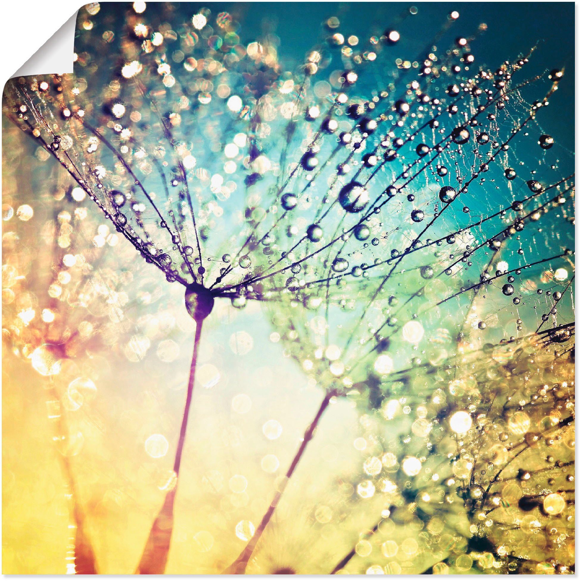 Artland Wandbild Pusteblume Zaubertropfen, Blumen (1 günstig online kaufen