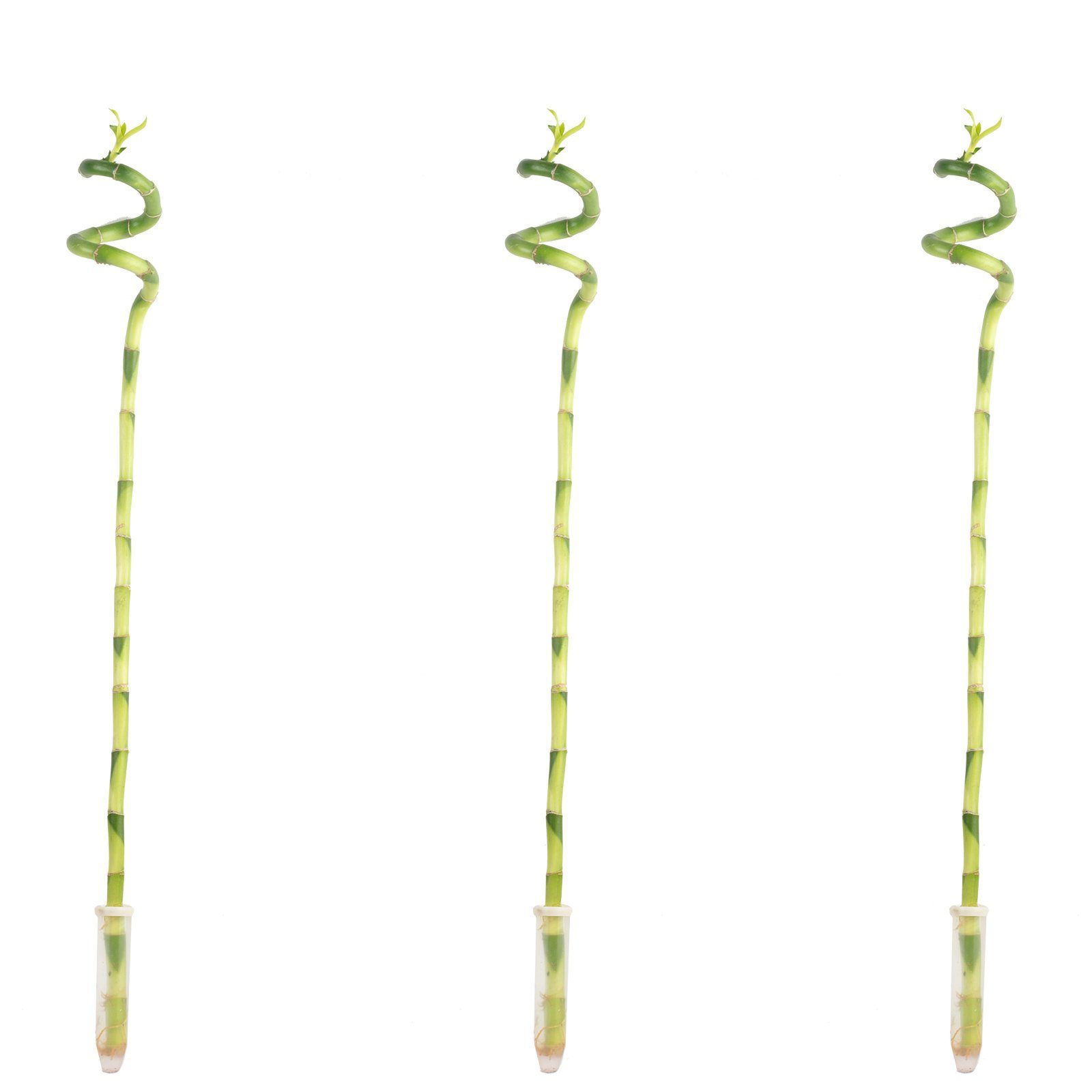 Flowerbox Zimmerpflanze 3er-Set Glücksbambus spiralförmig - Dracaena Sanderiana, - Höhe ca. 50 cm, Topf-Ø 5 cm