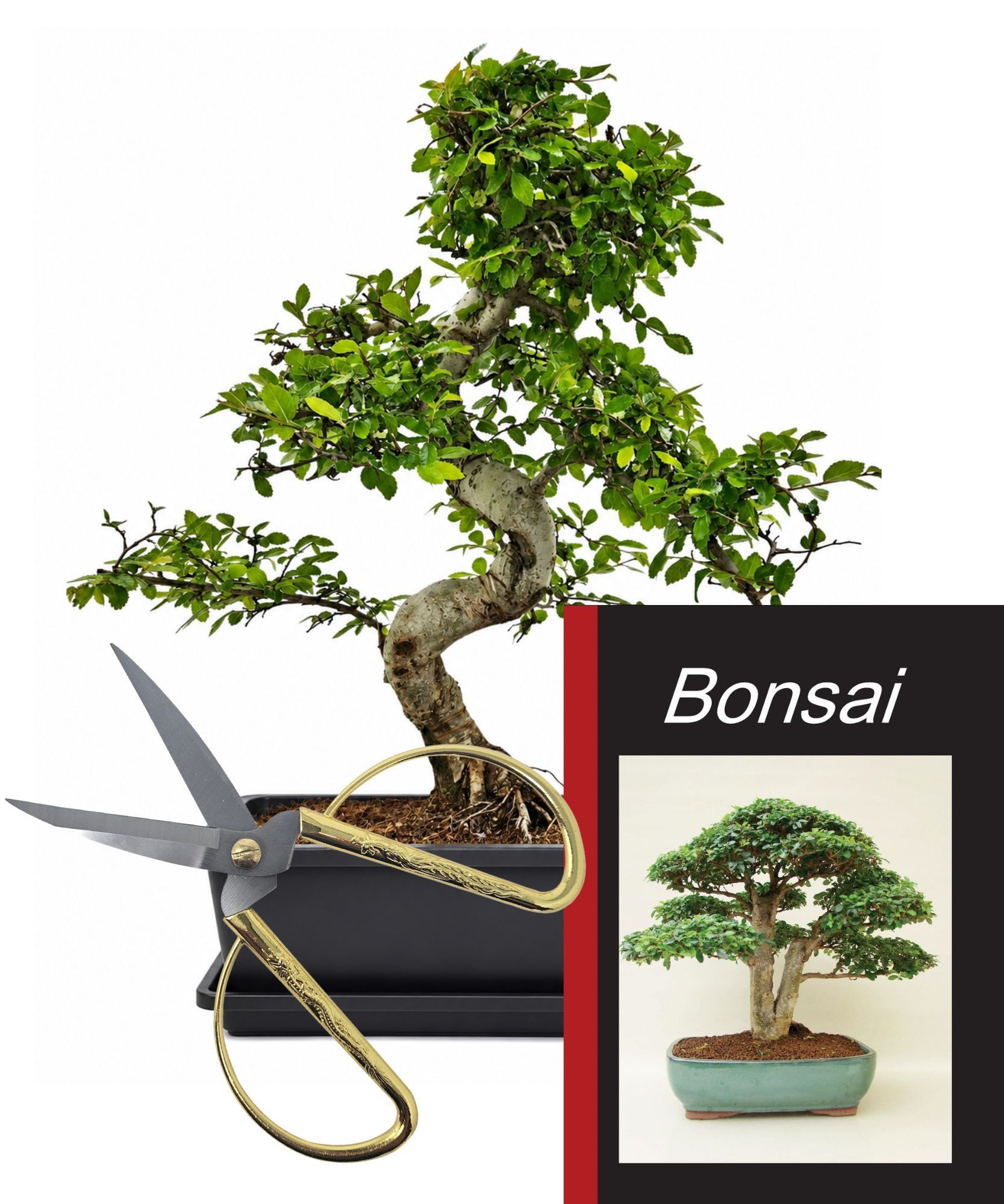 Genki-Bonsai Zimmerpflanze Bonsai Anfänger Set chinesische Ulme, 4-tlg. Bonsai Set