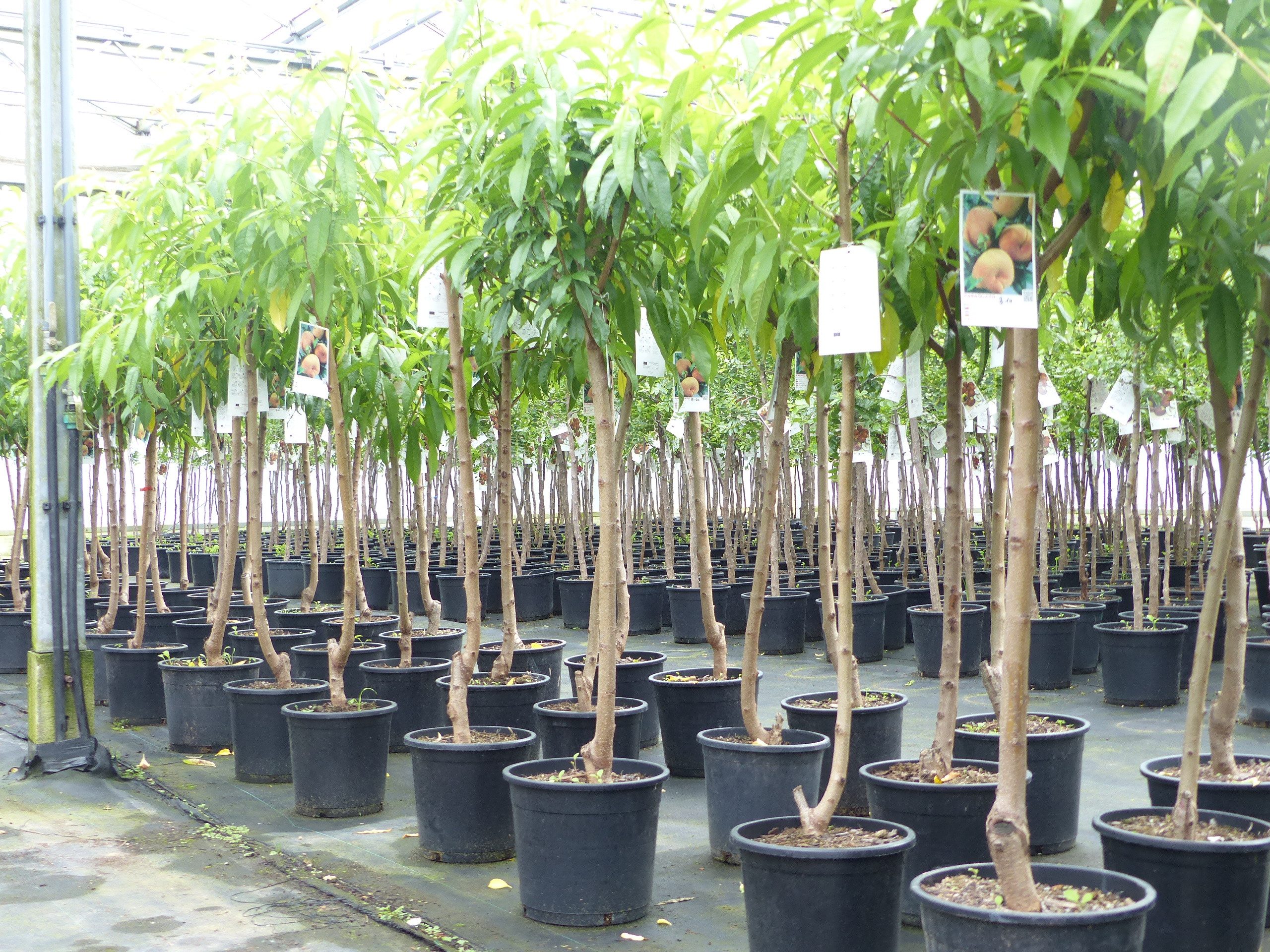 gruenwaren jakubik Pfirsichbaum Plattpfirsich Pfirsich 170 - 180 cm Pfirsic günstig online kaufen