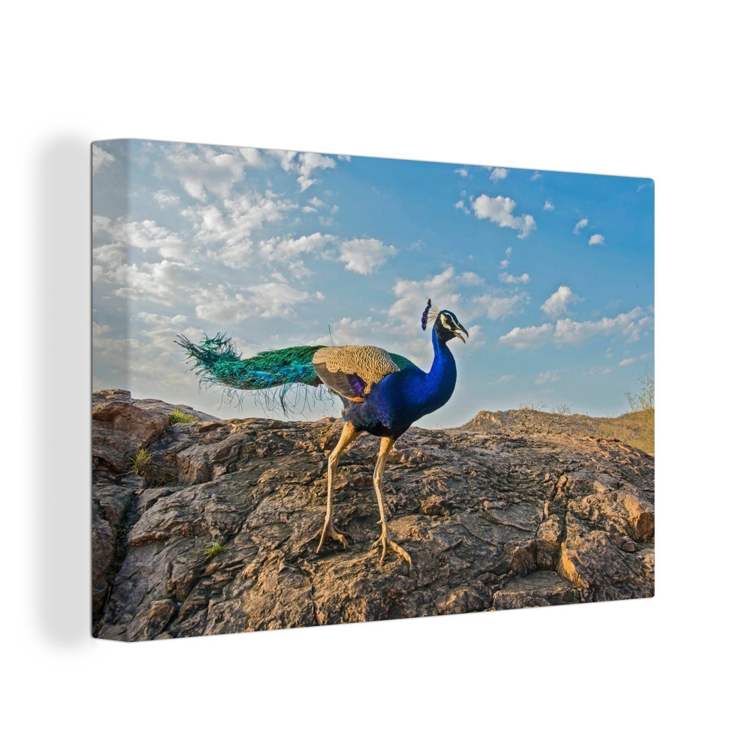 OneMillionCanvasses® Leinwandbild Pfau - Wandbild (1 - Berg Wanddeko, Blau, St), Aufhängefertig, 30x20 Leinwandbilder, cm