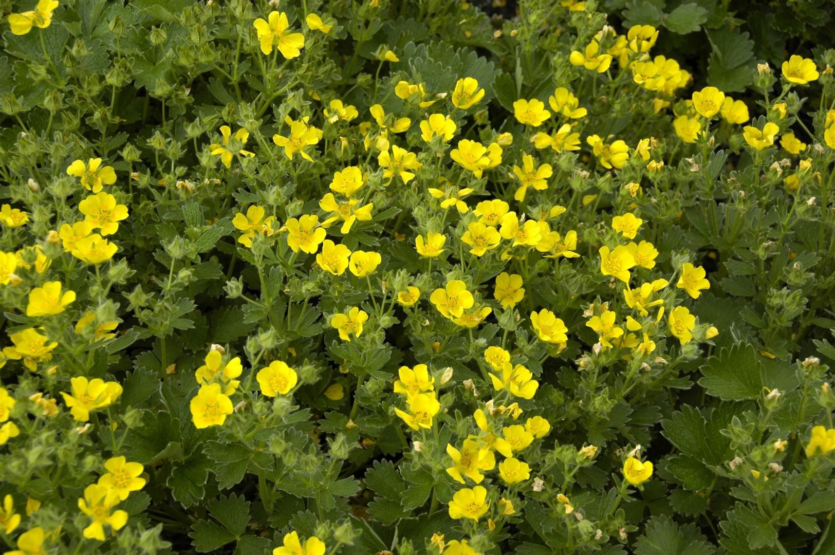 Pflanzen für Dich Bodendecker Potentilla megalantha, 1 St., Großblütiges Fingerkraut, gelbblühend, bodendecker