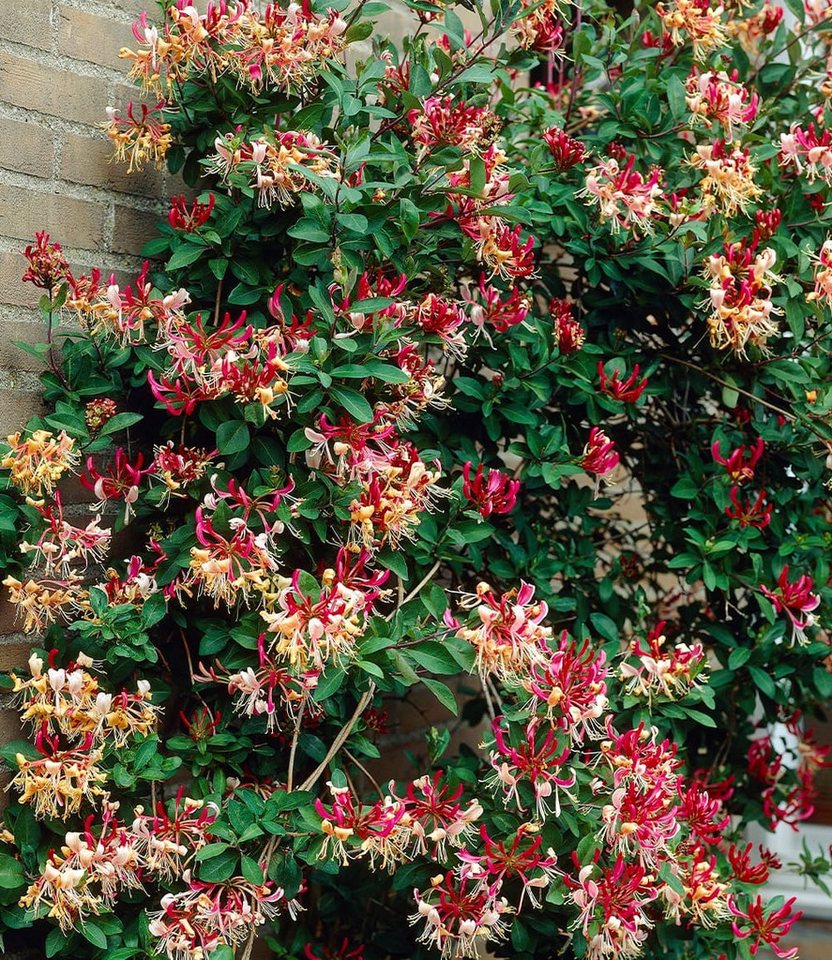 BALDUR Garten Zierstrauch Duft Geißblatt 'Henry', Lonicera immergrün, 1 St., Jeängerjelieber, immergrün,winterhart, mehrjährig