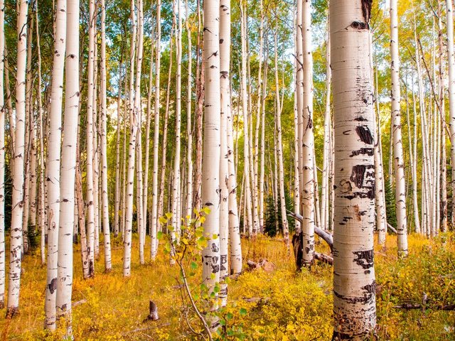 Papermoon Fototapete »Birches in Colorado Rocky Mountains«, glatt-Otto