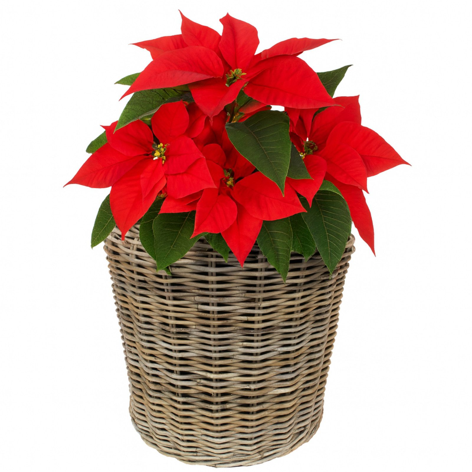 Van der Leeden Blumentopf Blumenkorb Pflanzkorb Topf 46x44cm Rattan Weide S günstig online kaufen
