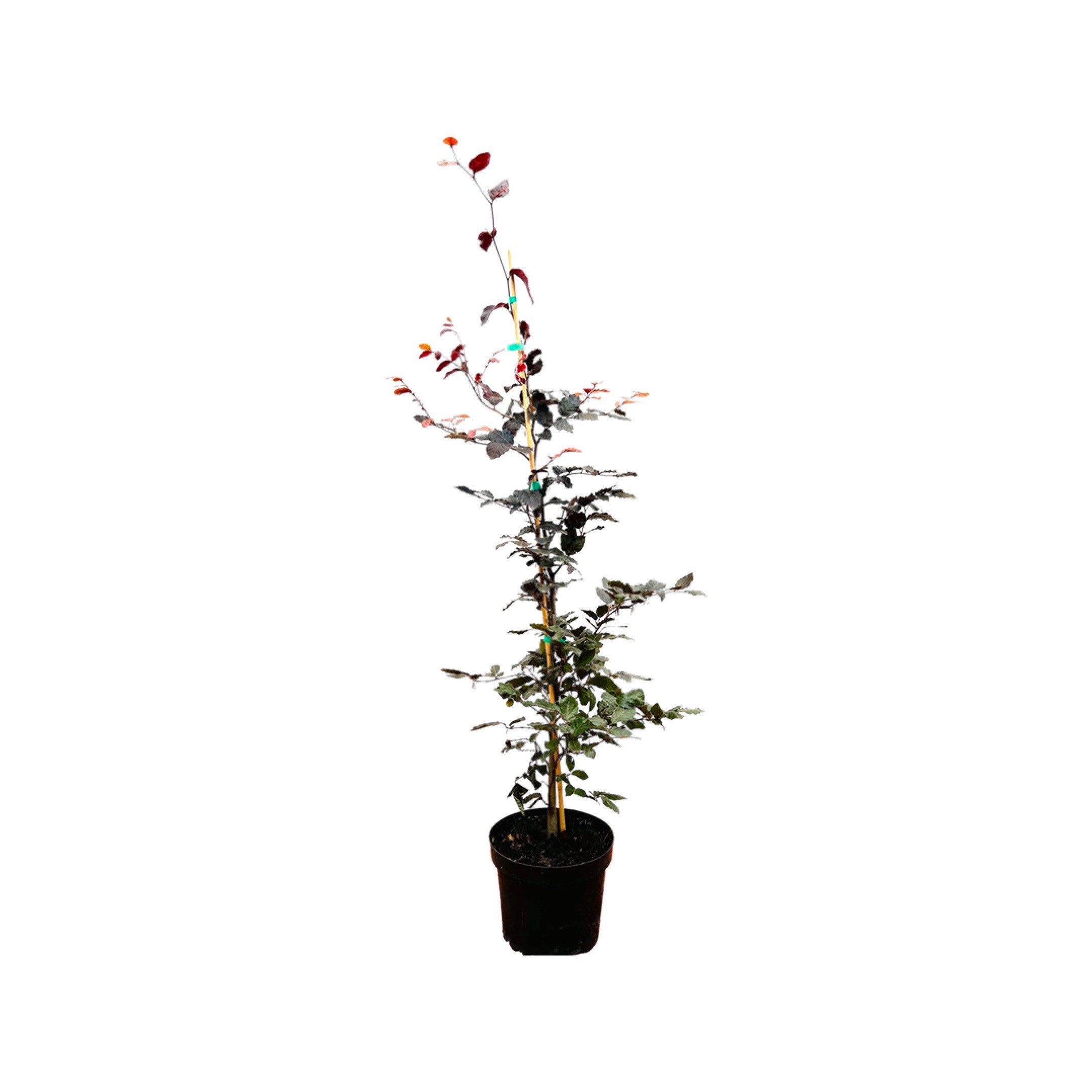 Pflanzen für Dich Baum Fagus sylvatica 'Purpurea', 1 St., Blutbuche, Rotbuche, dunkelrot, schattenverträglich