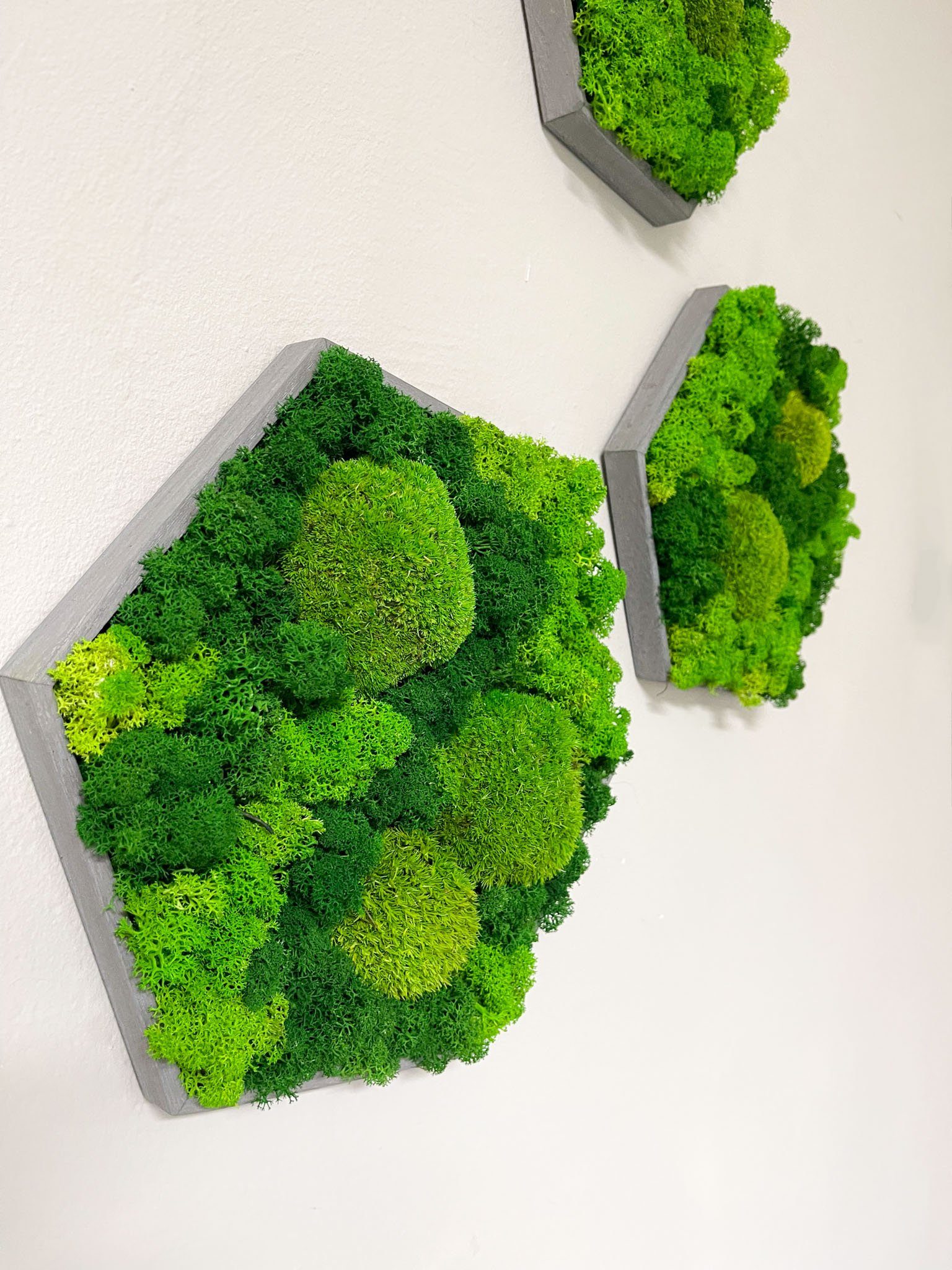 Gedankenwunder Manufaktur Wandbild Moosbild Kombi Islandmoos & Ballenmoos H günstig online kaufen