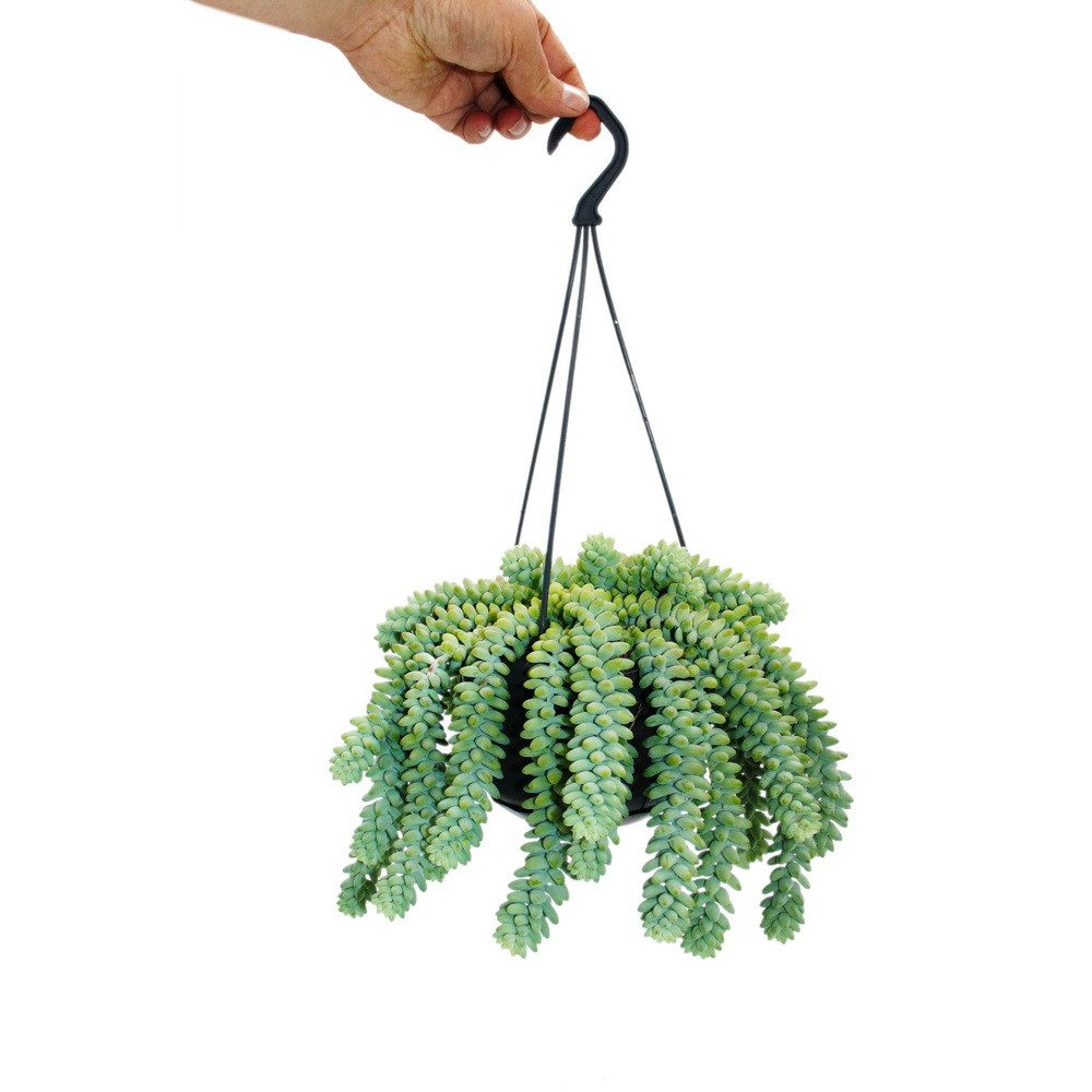 Exotenherz Kaktus Sedum morganianum Burrito Affenschaukel 14cm Ampeltopf