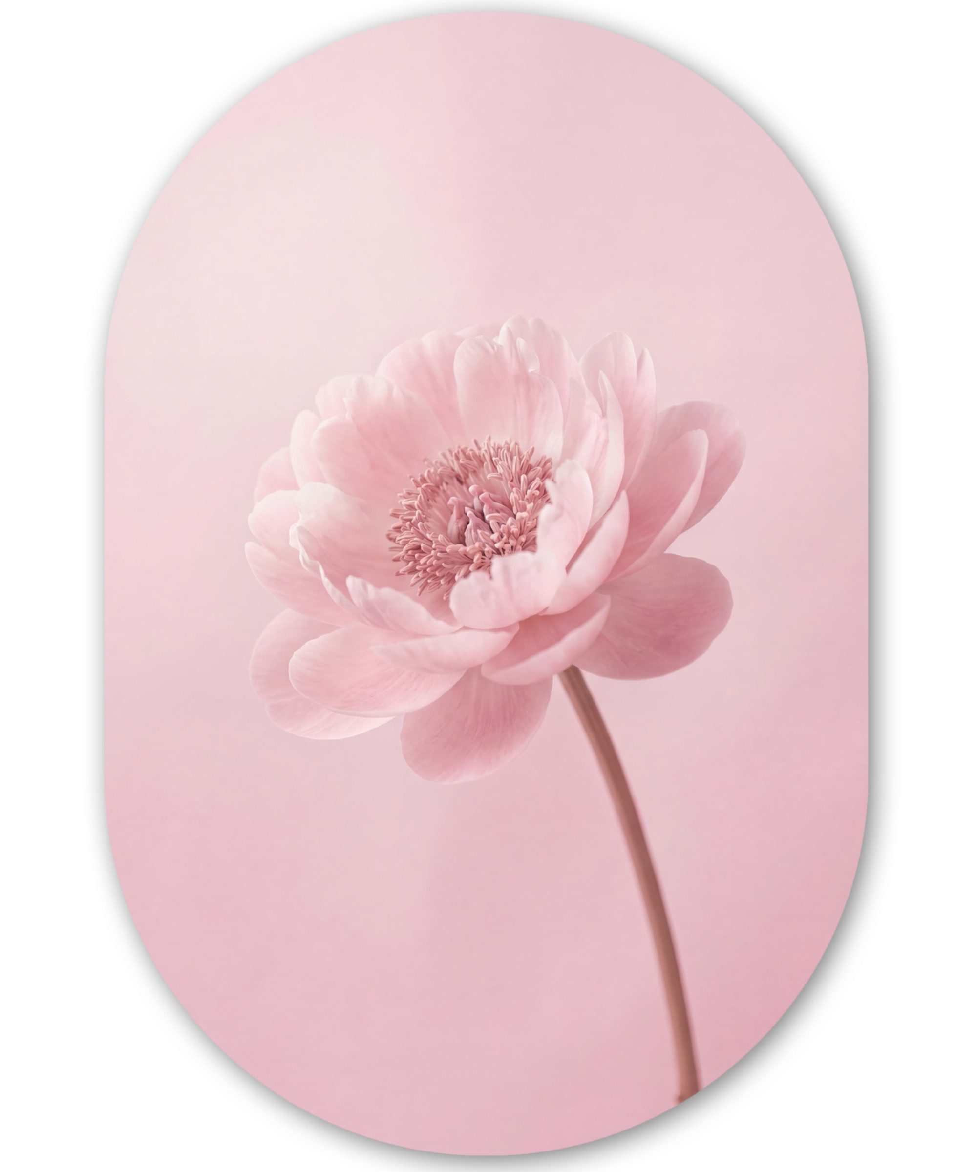 MuchoWow Gemälde Blume - Pfingstrose - Rosa, Fotodruck (1 St), Wandbild Oval, Wohnzimmer oder Schlafzimmer Wanddekoration, 40x60 cm