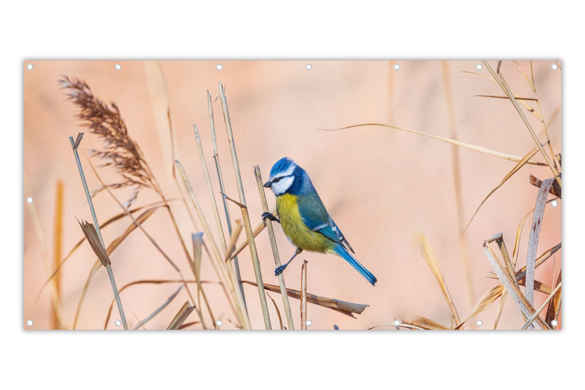 MuchoWow Balkonsichtschutz Vogel - Blaumeise - Schilf (1-St) Balkon Sichtschutz 90x200, Windschutz für Zaun PVC, 200x90 cm