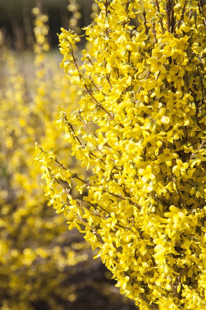 Pflanzen für Dich Gehölze Forsythia 'Week-End', 1 St., Forsythie, Goldglöckchen, Goldflieder
