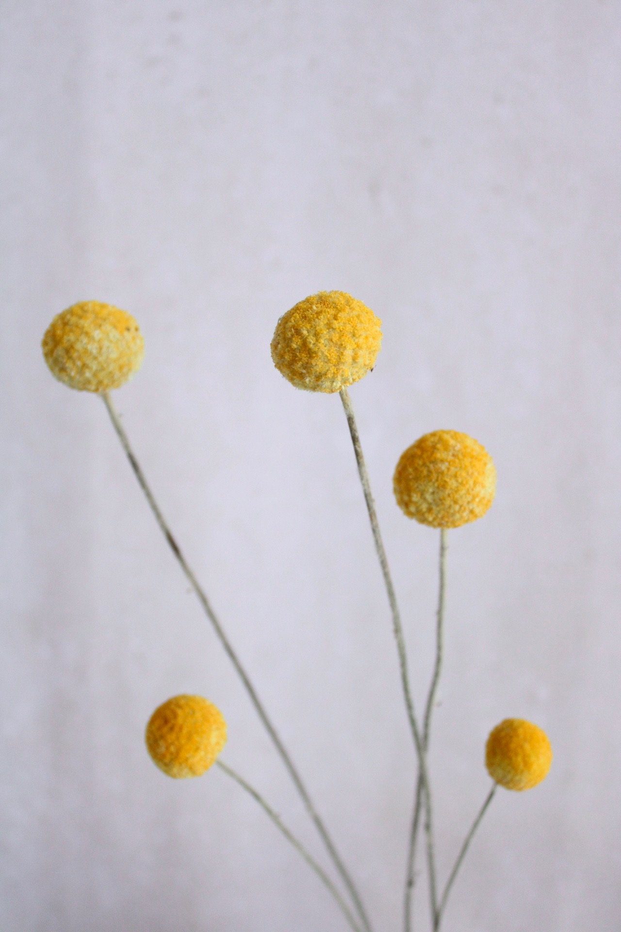 oder Trockenblumen, weiß 5er getrocknet Craspedia Trommelstöckchen in Vasenglück, - Trockenblume Bund Gelb