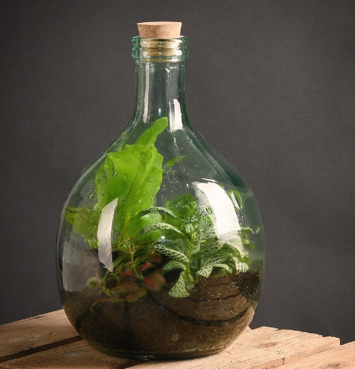 Starter Pflanzen design Terrarium Übertopf Gewächshaus 5L esschert DIY Flasche Glas Esschert Set Blumen