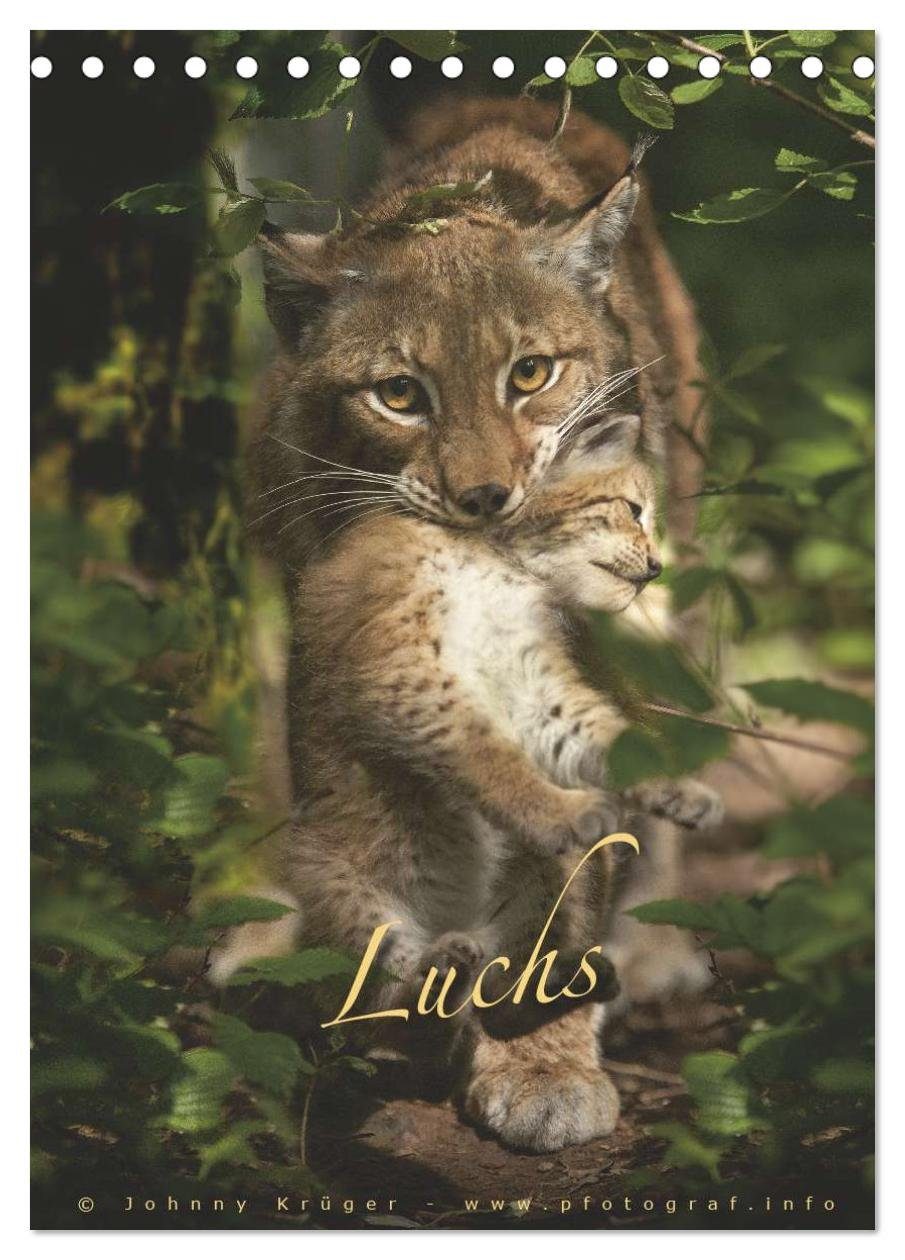 CALVENDO Wandkalender Luchs (Tischkalender 2027 DIN A5 hoch), CALVENDO Monatskalender