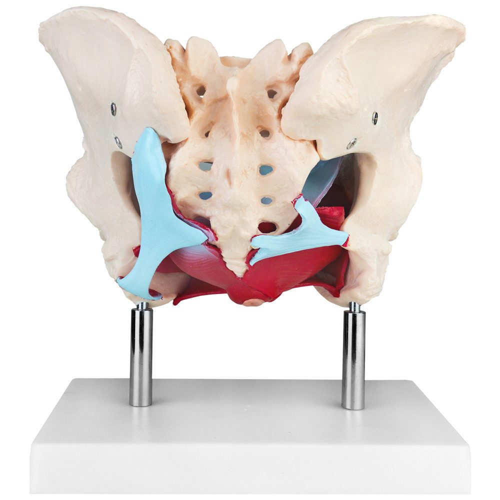 MedMod Dekoobjekt Anatomie Modell Weiblich Skelett Becken Beckenboden Beckenmodell – Bild 5 von 5