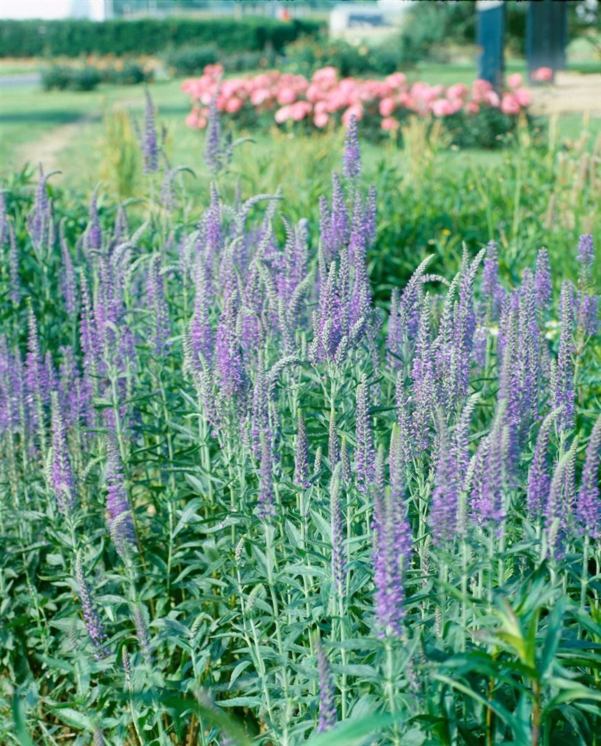 Pflanzen für Dich Staude Veronica long. blau, 1 St., Langblättriger Ehrenpreis, Ehrenpreis