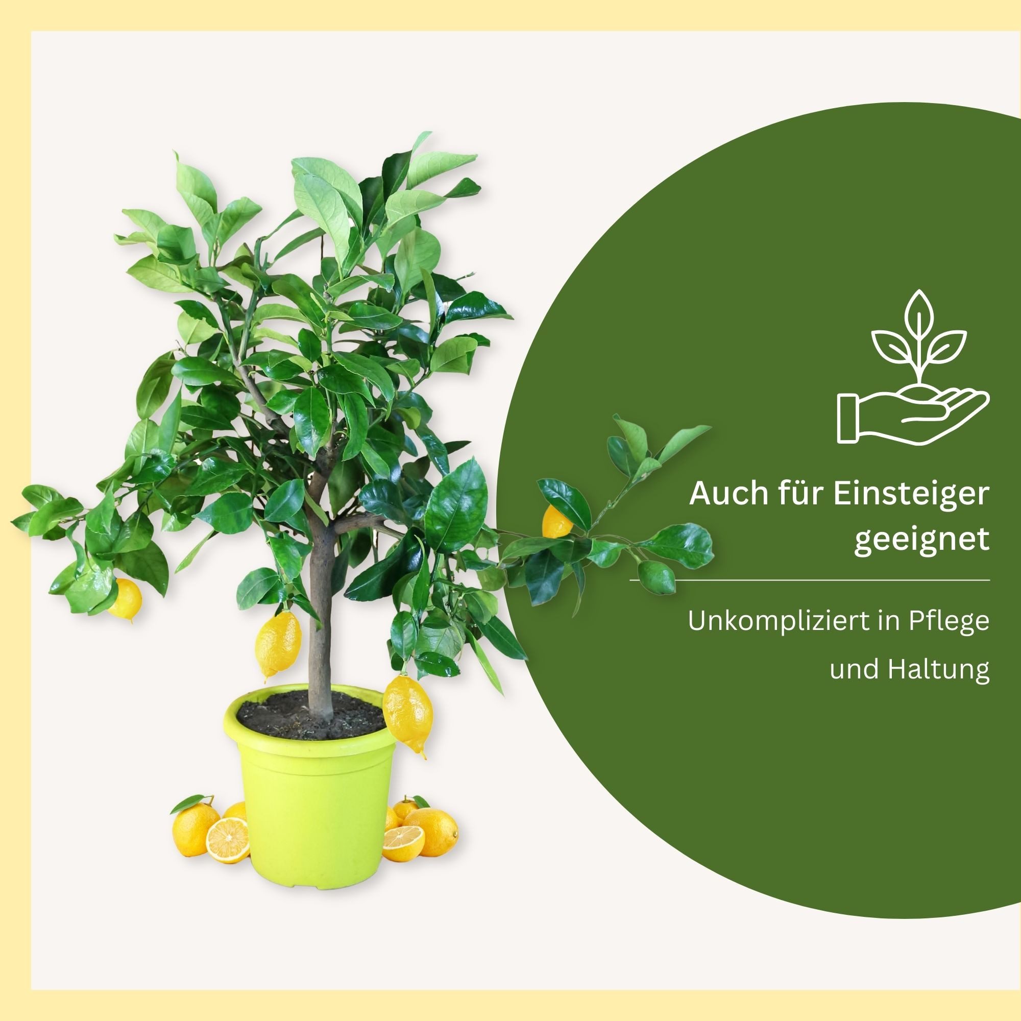 Meine Orangerie Zitronenbaum Citrus Limon, echte Zitrone, professionell veredelter und fruchtreifer Zitrusbaum – Bild 5 von 5