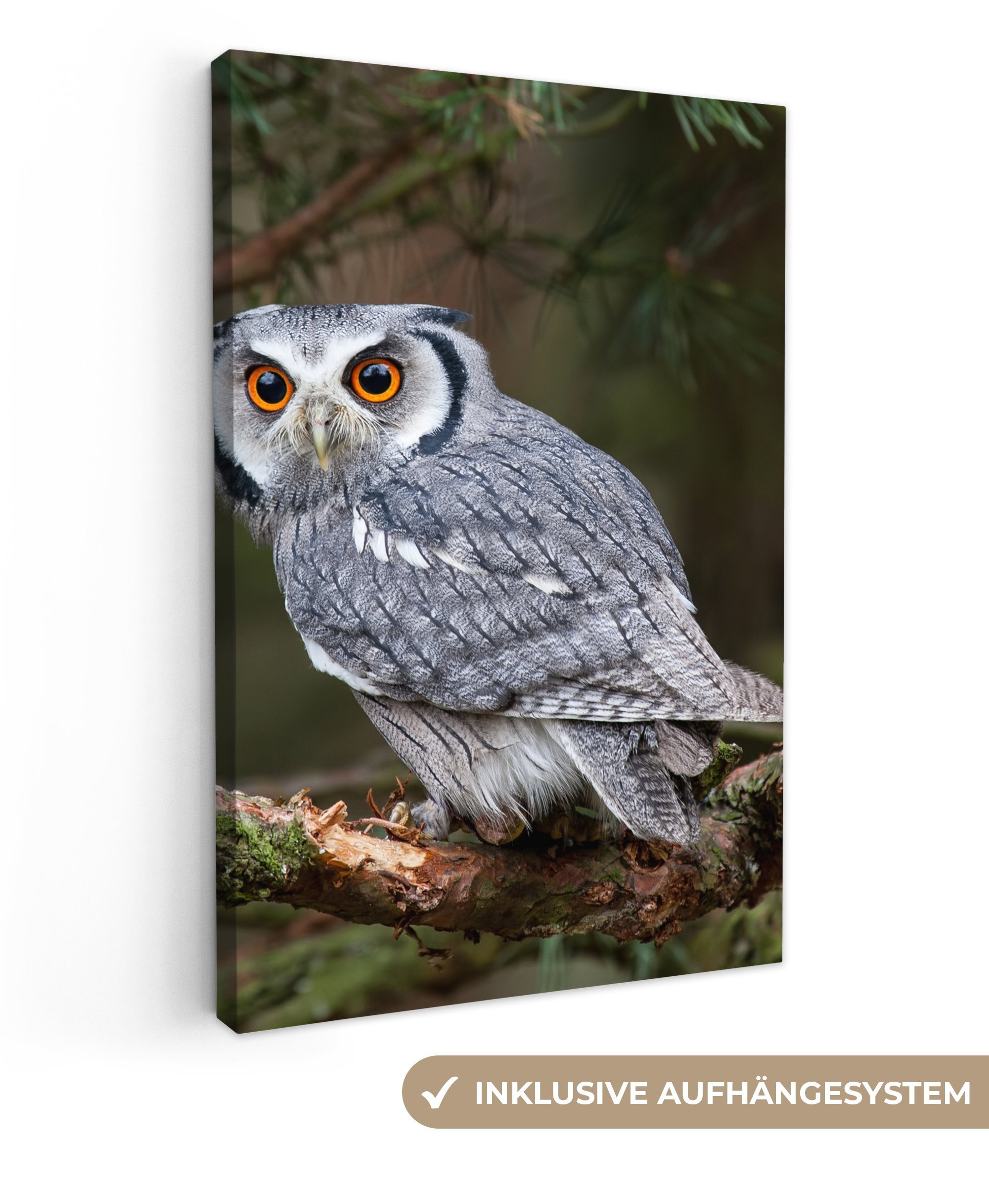 OneMillionCanvasses® Leinwandbild Eule - Vogel - günstig online kaufen