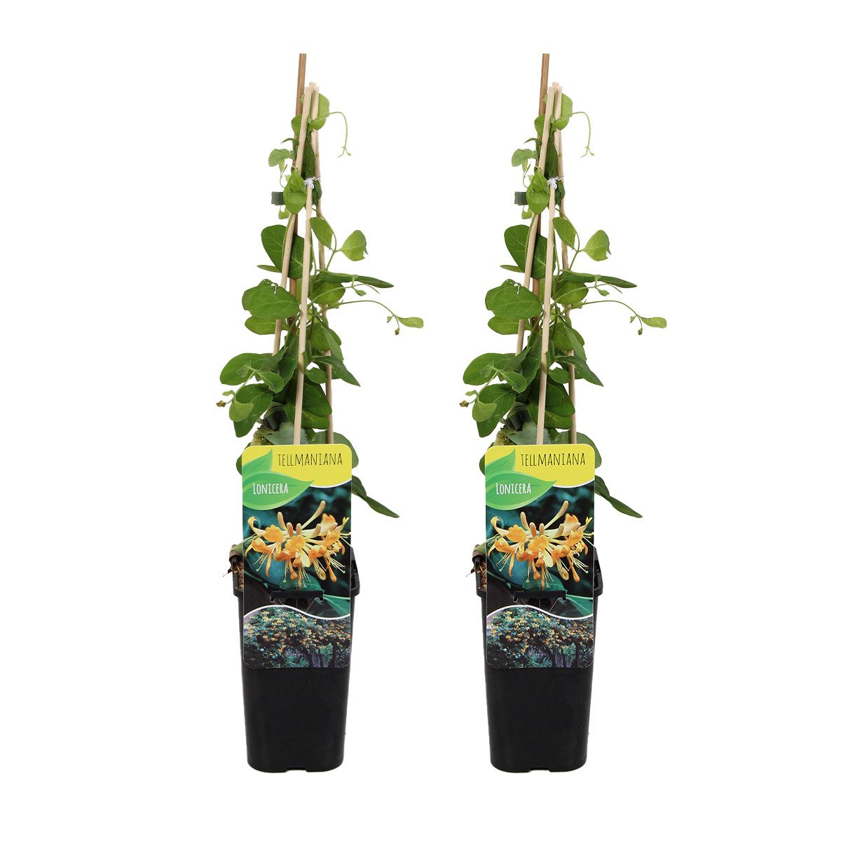 Bloomique Kletterpflanze 2er-Set Lonicera Tellmanniana, Geißblatt, Orange, 70-80 cm, Topf 15 cm, 2 St.