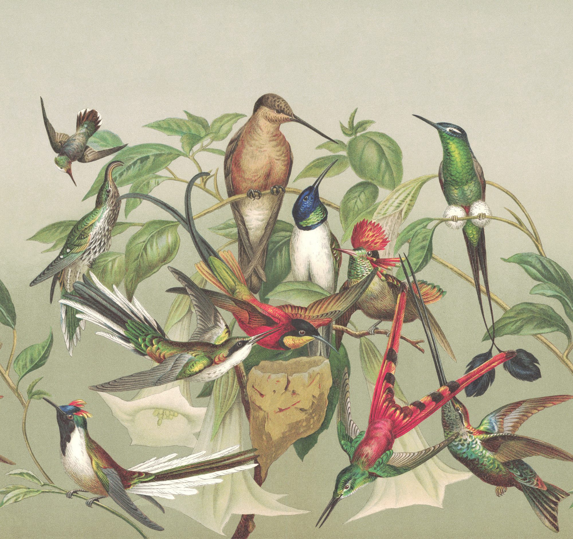 Rasch Fototapete Kolibris im Vintage-Naturstil, glatt, natürlich, naturalistisch, botanisch, (1 Rolle, 1 St), 300 cm x 318 cm