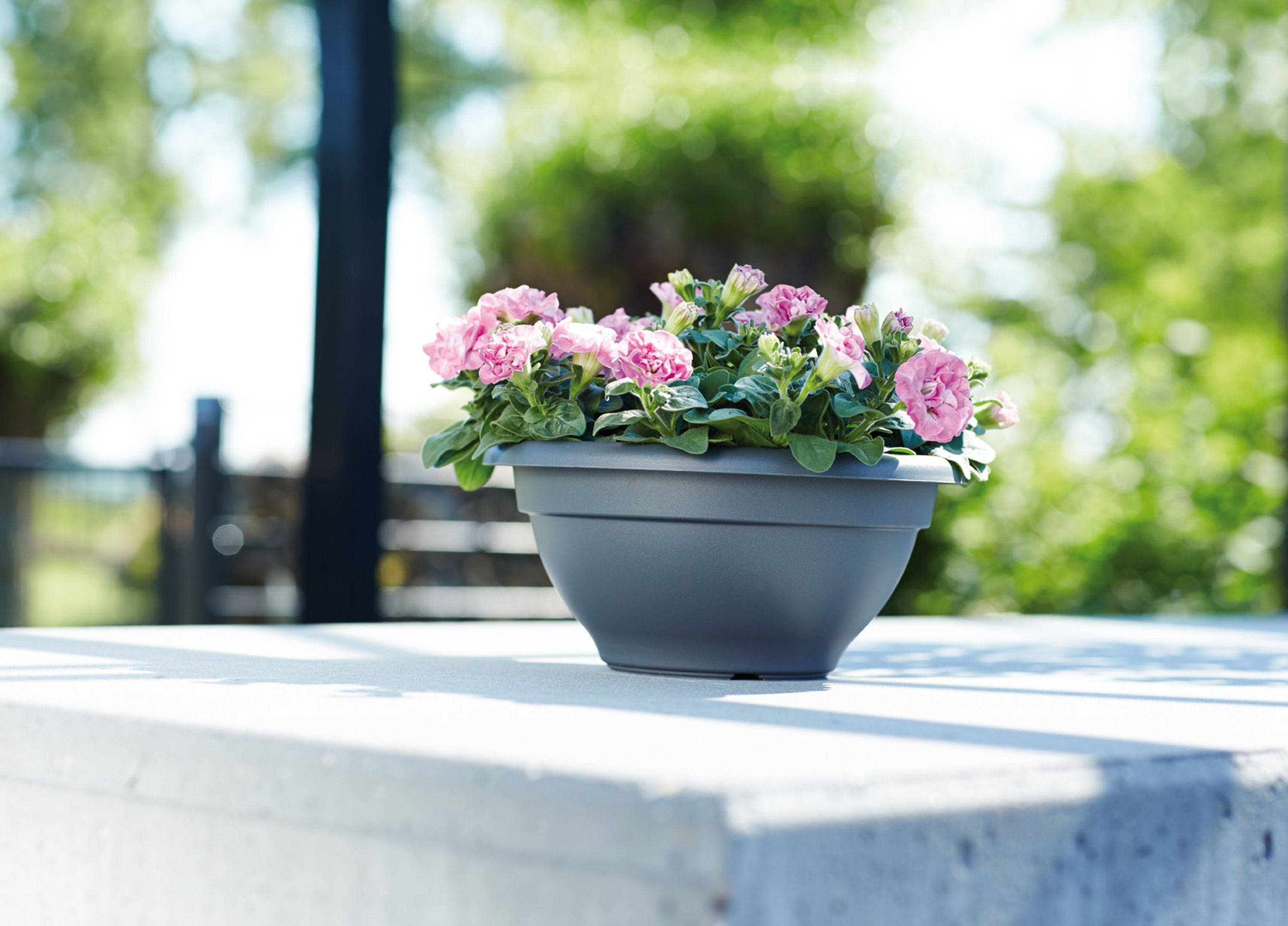 Elho Pflanzschale Elho Blumentopf Torino Schale günstig online kaufen