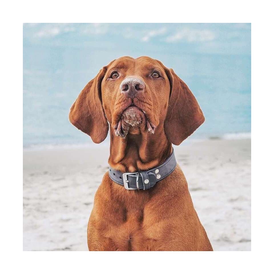 Das Lederband Hunde-Halsband Hundehalsband Weinheim Granite
