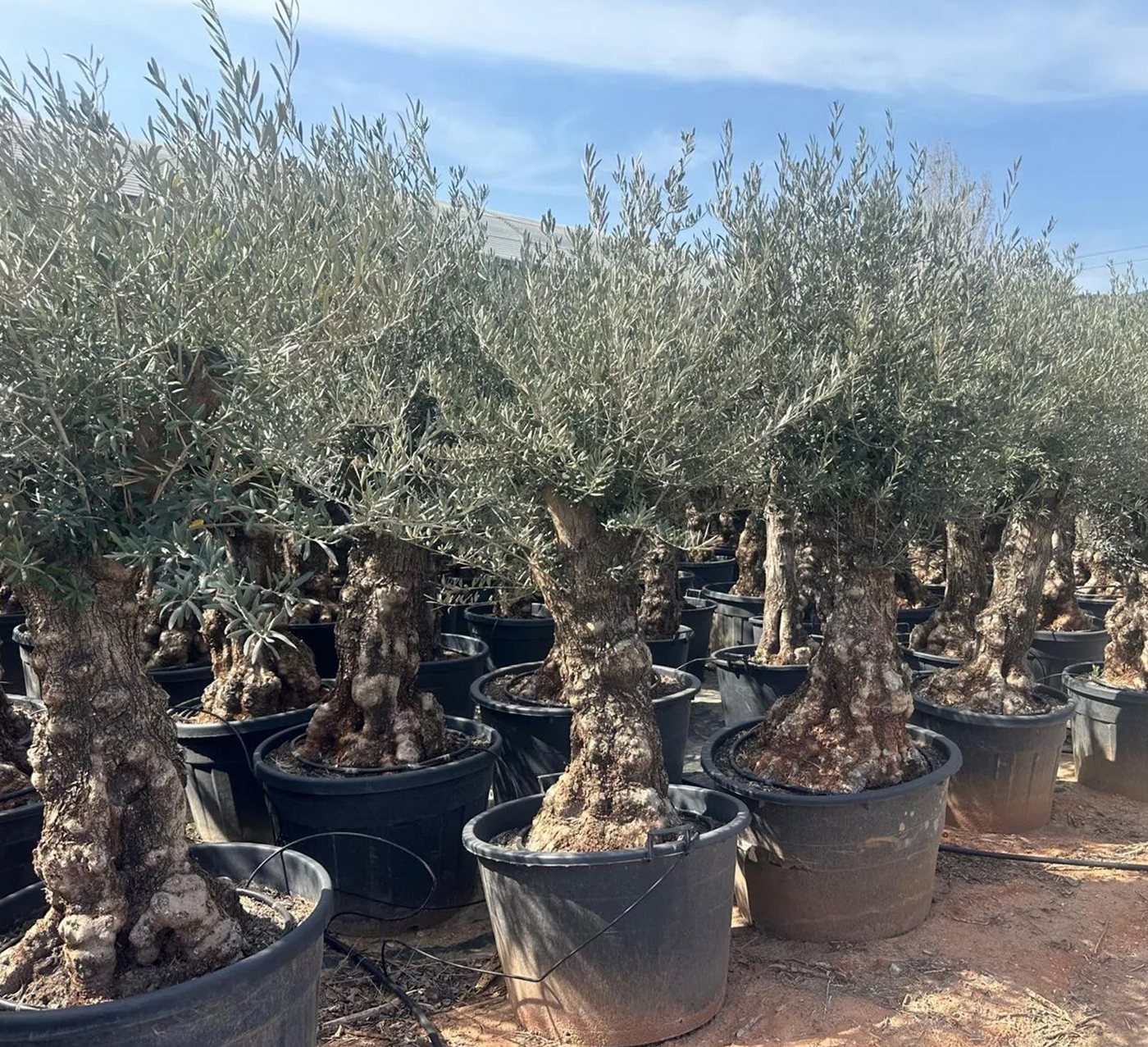Thumbnail - Palms-Store Olivenbaum Olea Europaea XXL 100 Jahre, Höhe ca.: 200cm - 250cm XXL Winterhart bis –18 °C