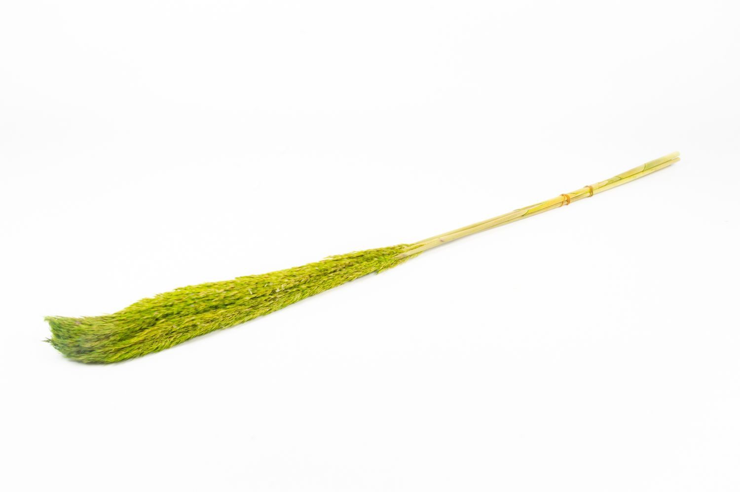 Trockenblume Schilf getrocknet DONJETA, apfelgrün, 115-120cm, Ø15cm, INNA-Glas, Höhe 120.0 cm