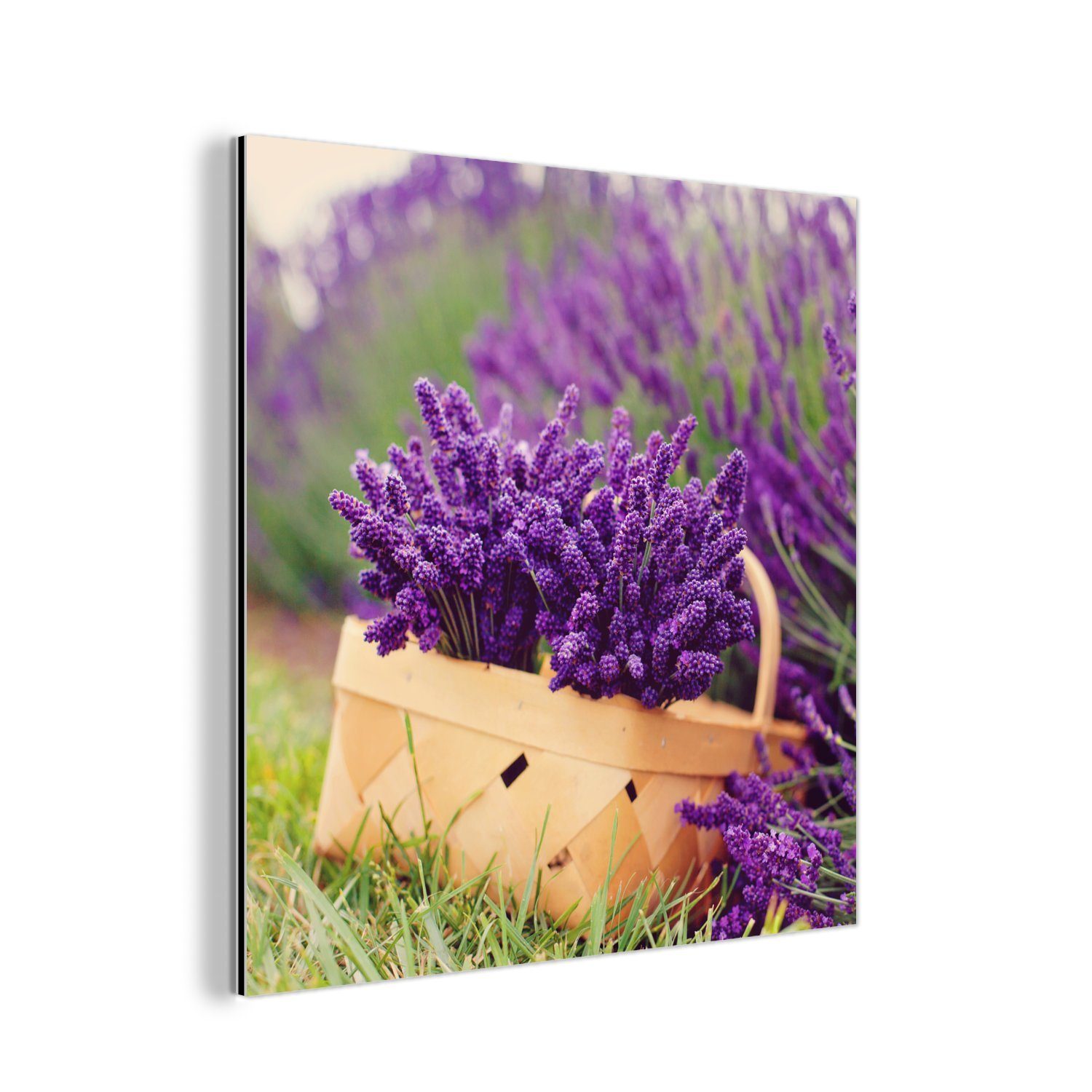 MuchoWow Metallbild Frischer Lavendel in einem Korb, (1 St), Alu-Dibond-Druck, Gemälde aus Metall, Aluminium deko | Bilder