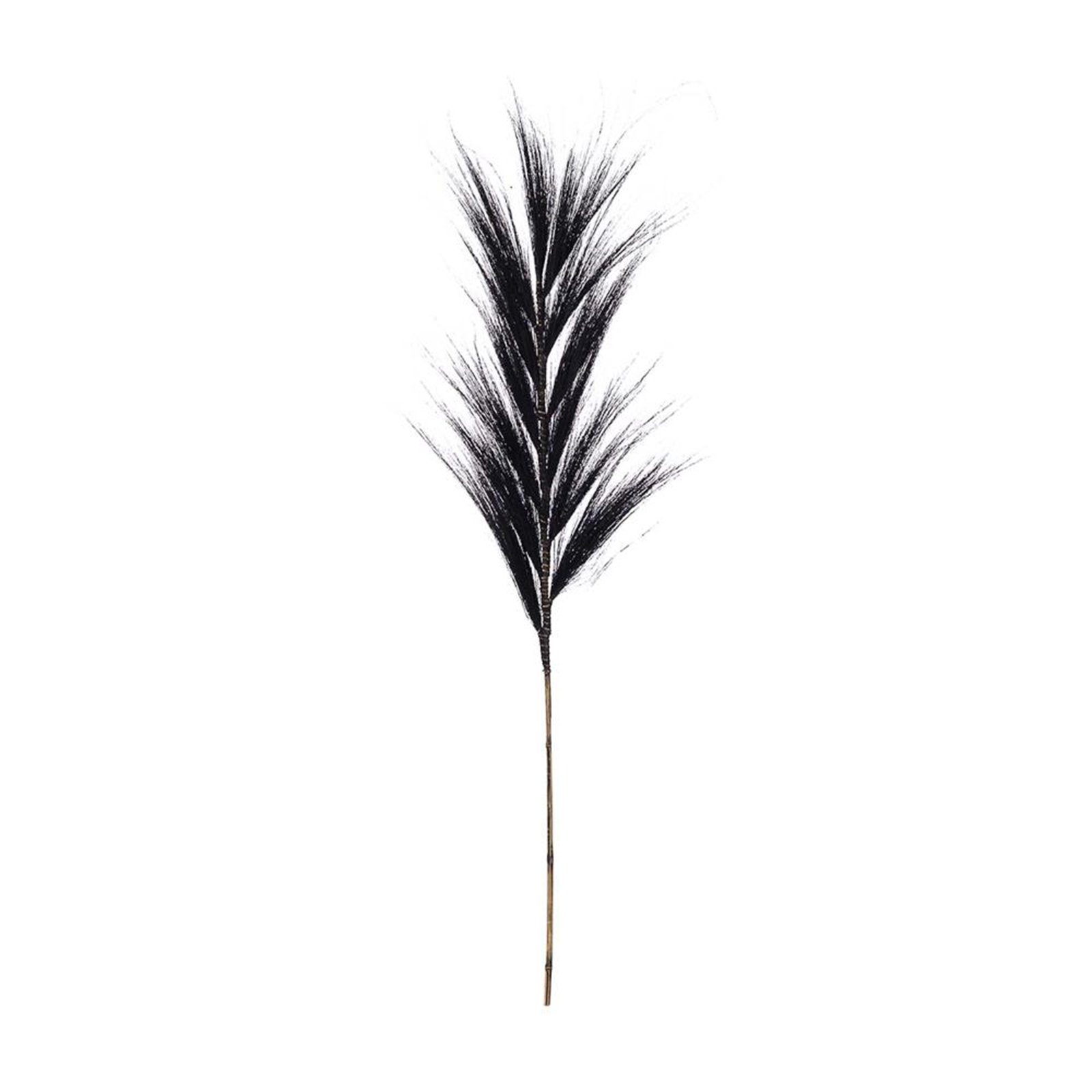 Trockenblume Federgras schwarz 118 cm, DIJK Stipa - - grass Plume - pennata