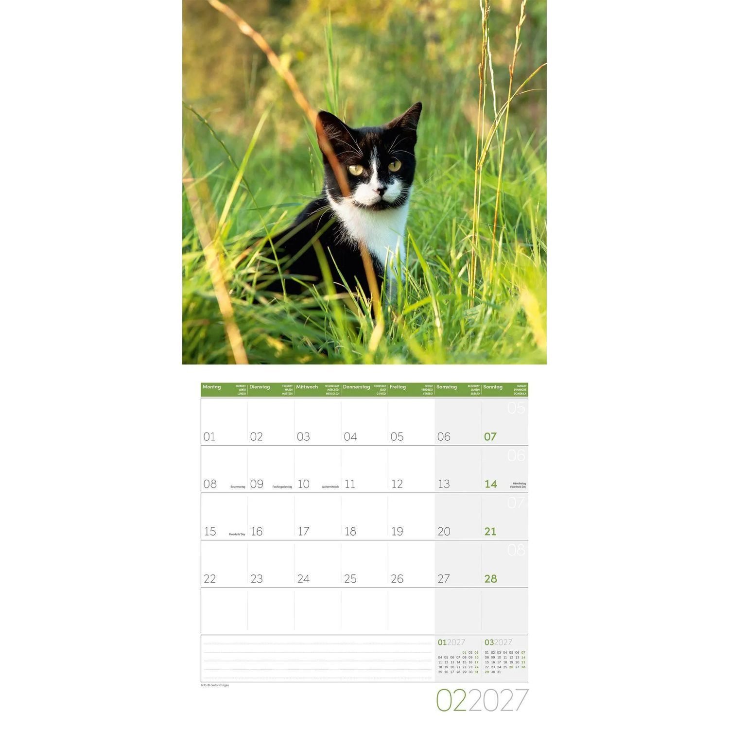 Ackermann Wandkalender Katzen Kalender 2027 - 30x30 - Art12
