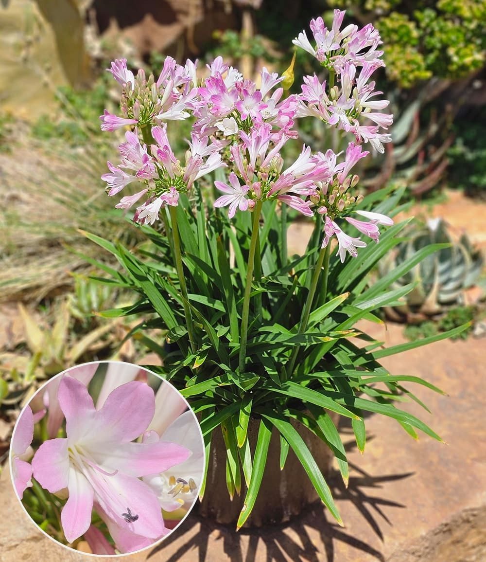 BALDUR Garten Staude Agapanthus 'Pink Blush', 1 St., Trockenheitstolerant, lange Blütezeit, pflegeleicht