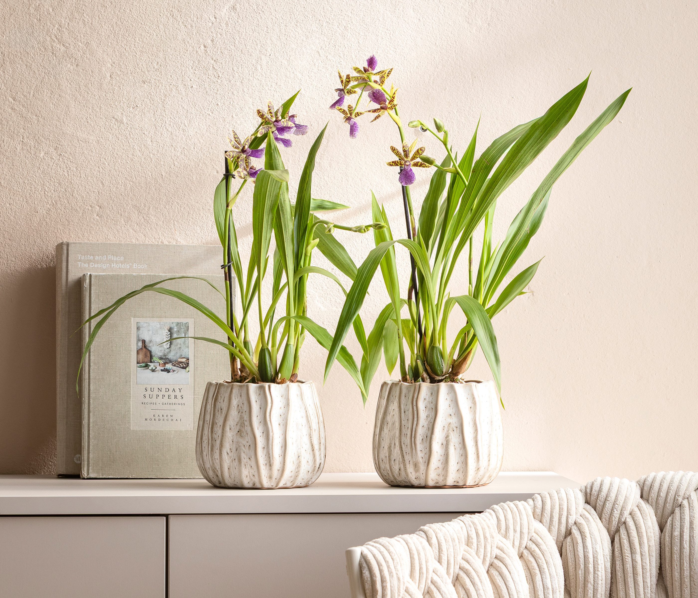 Dehner Übertopf Fan, bauchige Form, glasierte Keramik, versch. Farben, stilvoller Indoor Blumentopf in auffälligem Design