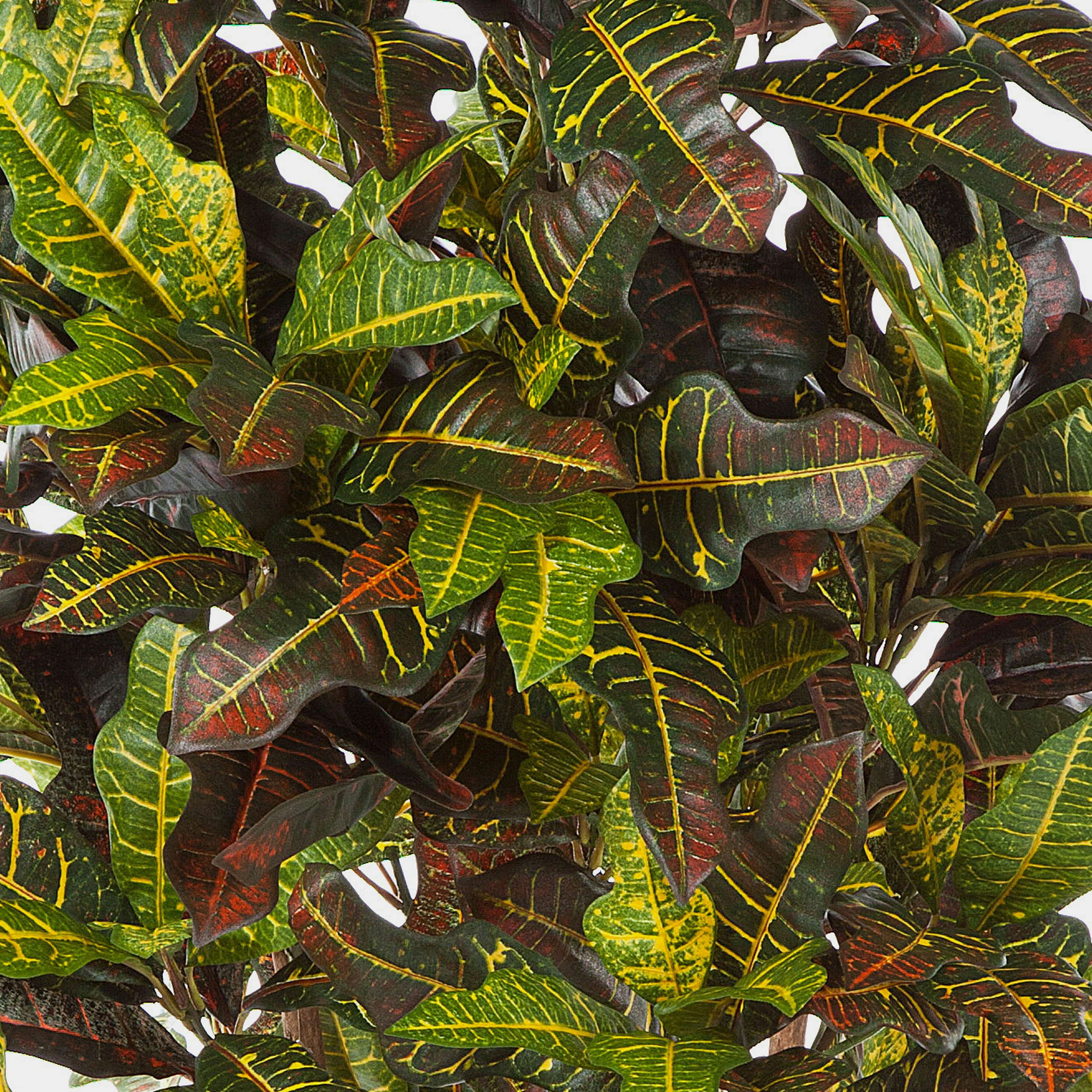 Kunstbaum Künstlicher Goldfinger Baum, 390 Blätter, grün-gelb - rot, 180cm Kroton, artplants, Höhe 180.0 cm