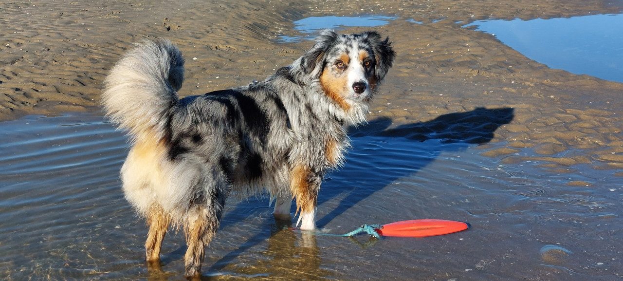 Nobby Wasserspielzeug Nobby Hundespielzeug schwimmfähig TPR Lifeboard, PET