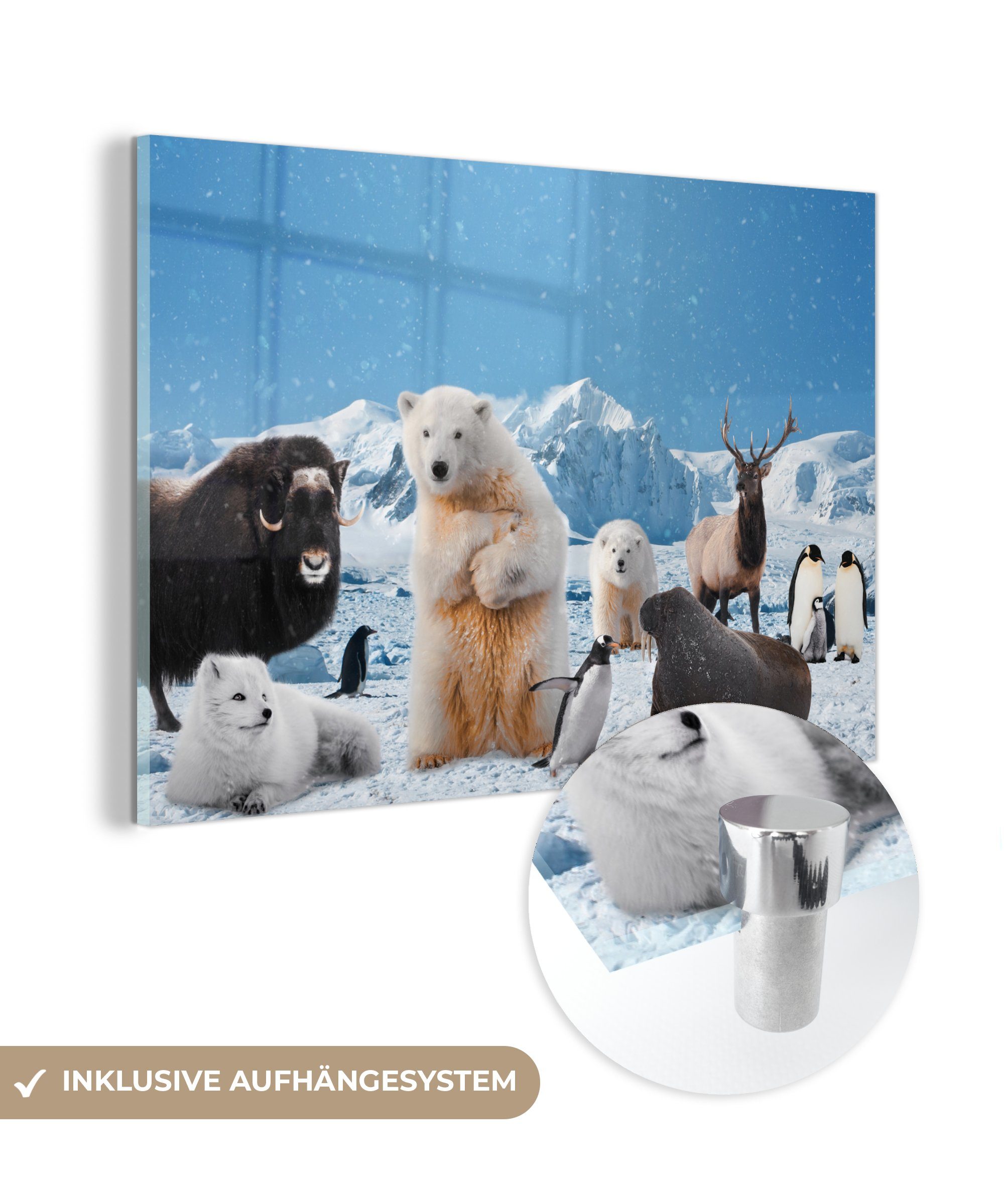 MuchoWow Acrylglasbild Tiere - Große Fünf - Arktis, (1 St), Acrylglasbilder Wohnzimmer & Schlafzimmer