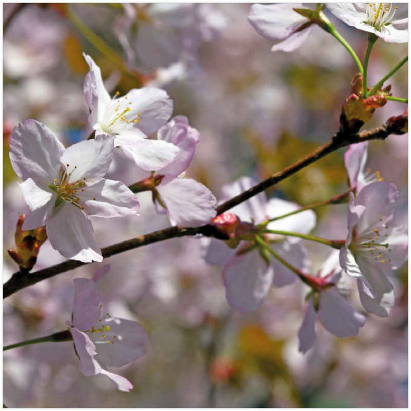 Wallario Memoboard Kirschblüten in zartem Rosa - Frühling im Garten