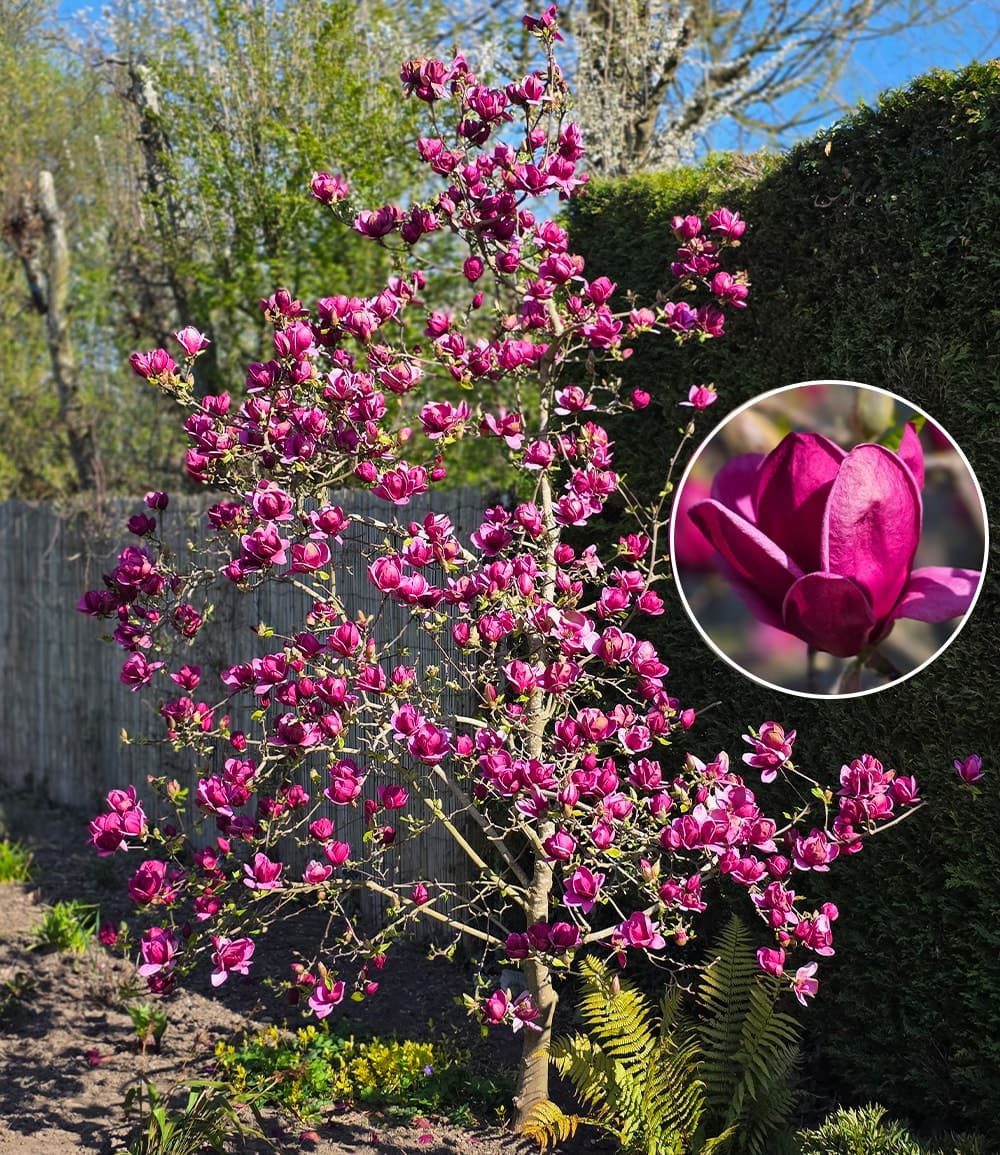 BALDUR Garten Zierstrauch Magnolie 'Genie®', 1 St., Magnolia,winterhart, mehrjährig, pflegeleicht