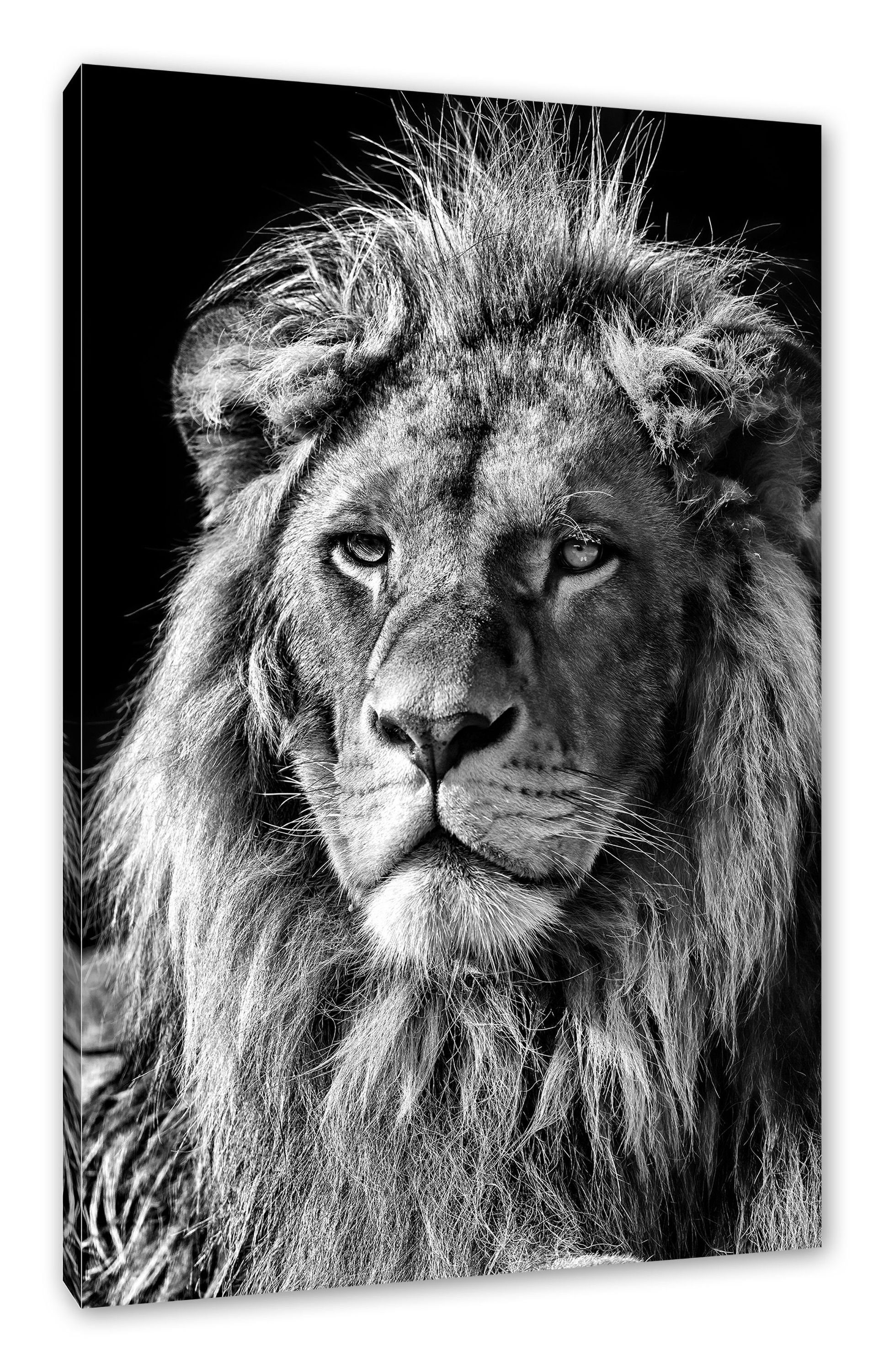 Pixxprint Leinwandbild beeindruckender Löwe, beeindruckender Löwe (1 St), Leinwandbild fertig bespannt, inkl. Zackenaufhänger