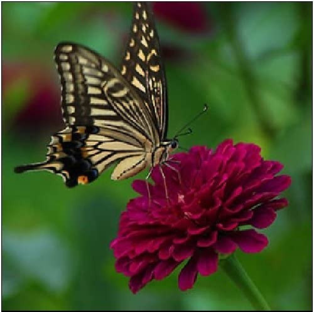 Schmetterling international 30x30x1,5 LED cm, JOKA Schmetterling Leinwandbild Leinwandbild ca.
