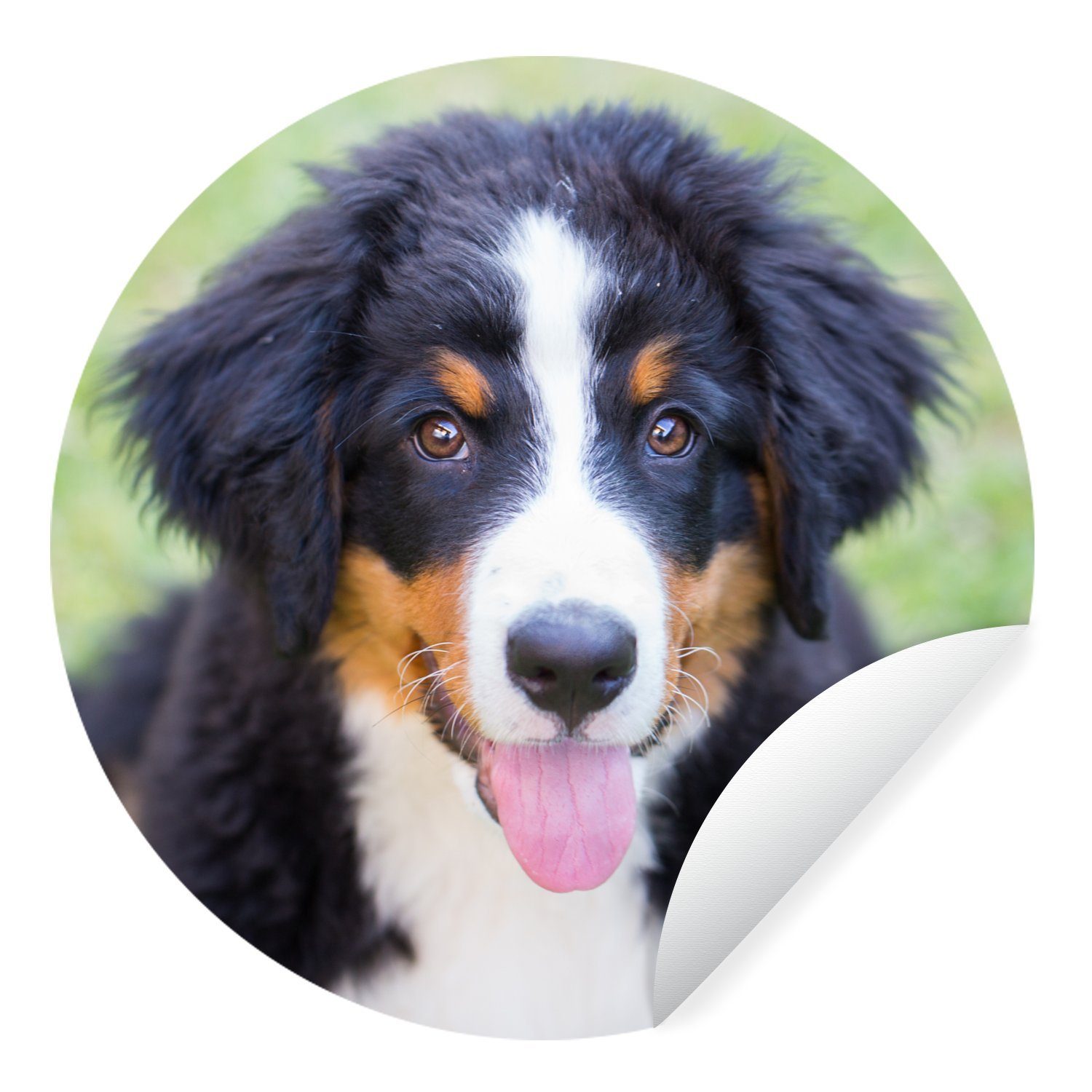 MuchoWow Wandsticker Berner Sennenhund auf der grünen Wiese (1 St), Tapetenkreis für Kinderzimmer, Tapetenaufkleber, Rund, Wohnzimmer