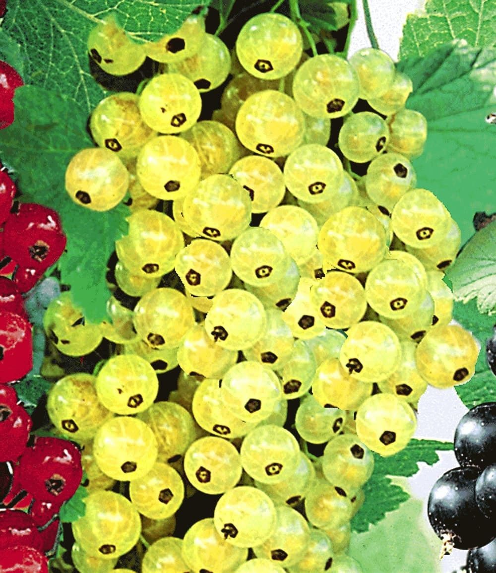 BALDUR Garten Obstpflanze Johannisbeere 'Goldgelbe Versailler', 1 St., Selbstbefruchtend,winterhart, mehrjährig, essbar